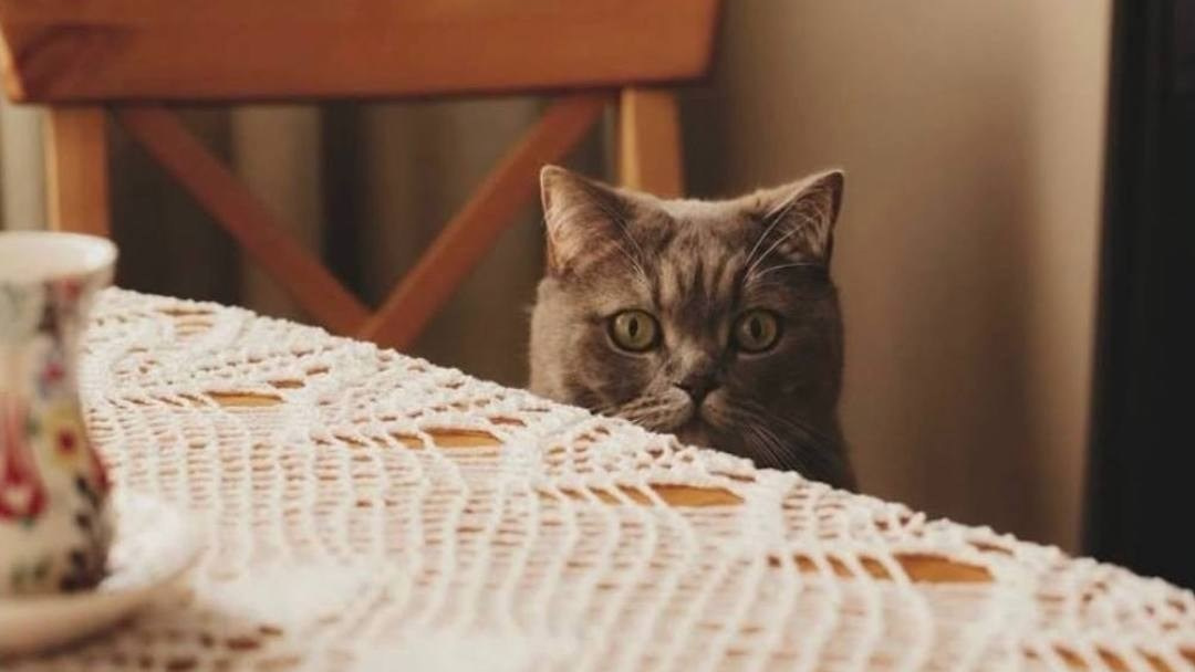 Семейный фотограф Лера Вессна в Санкт-Петербурге