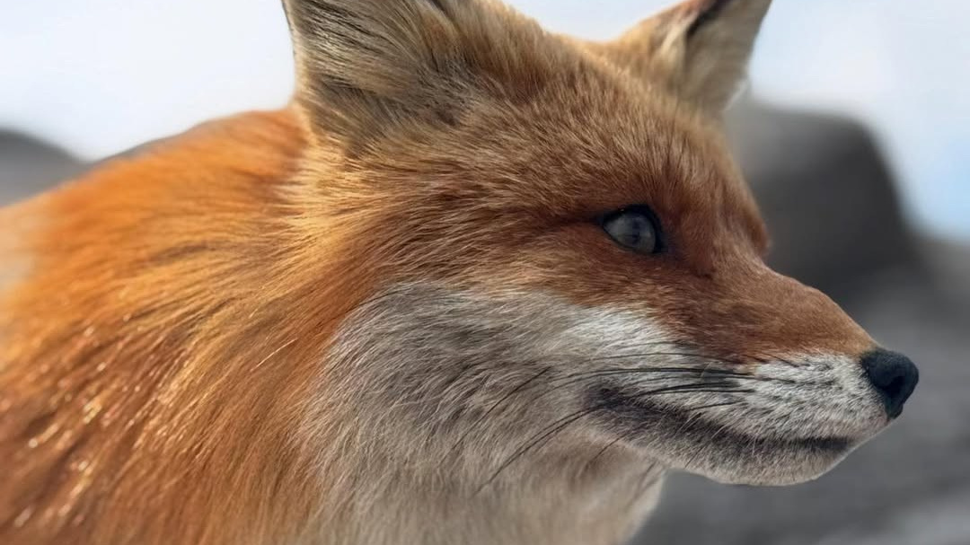 Тур в Мурманск лето 2026 — Двойные шансы встретить китов