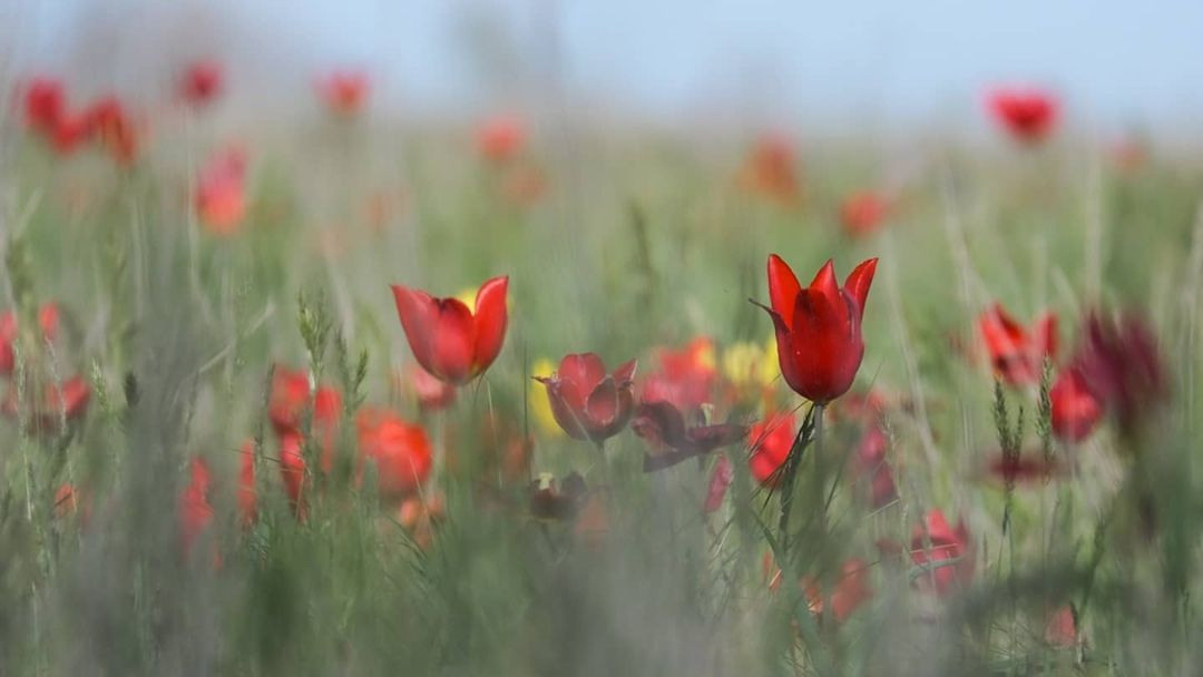 Фотопоездка в Калмыкию. Фотограф Тимофей Юров Москва
