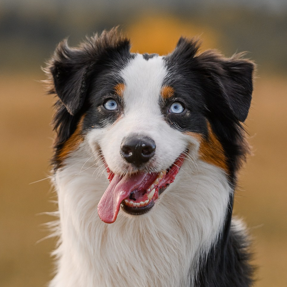 Наши собаки. BLGKV питомник собак