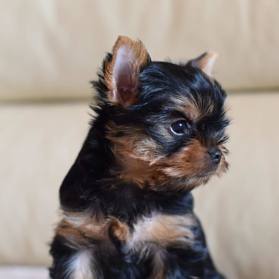 МИТТЭН СКАЙ ЗОИ САЛДАНА. Питомник Йоркширских терьеров Дэнстайл в Санкт-Петербурге заводчик Тих