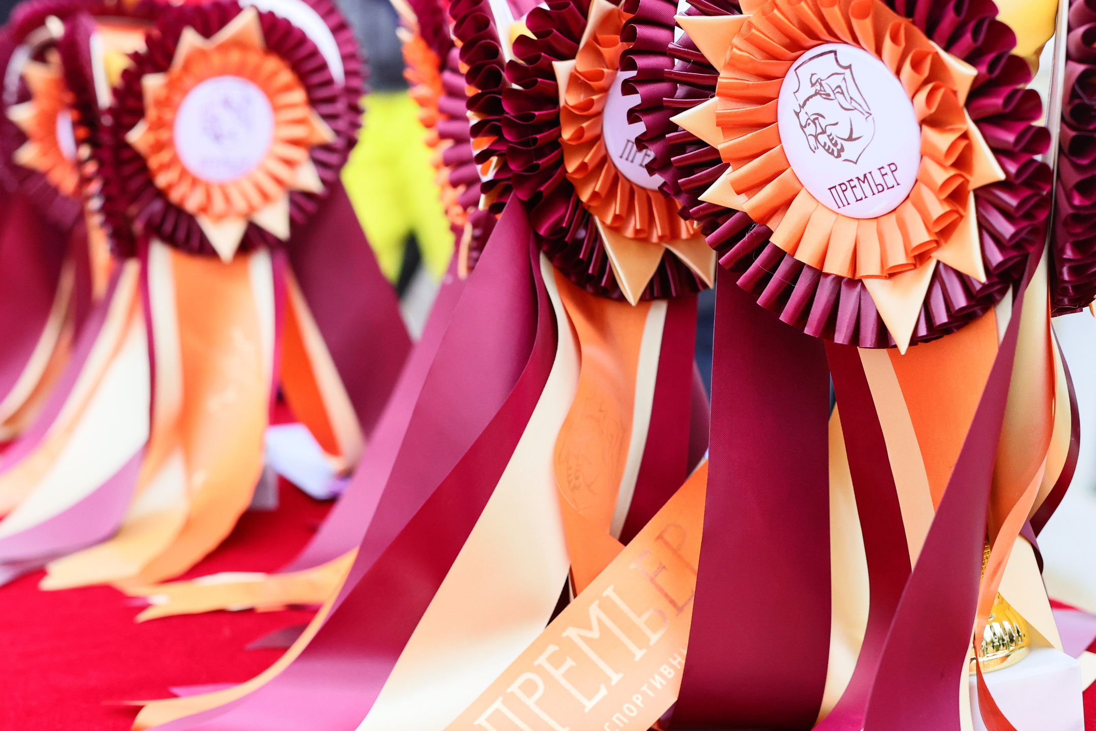 Купить фотографии с турниров. KatymartArt — Equine photography
