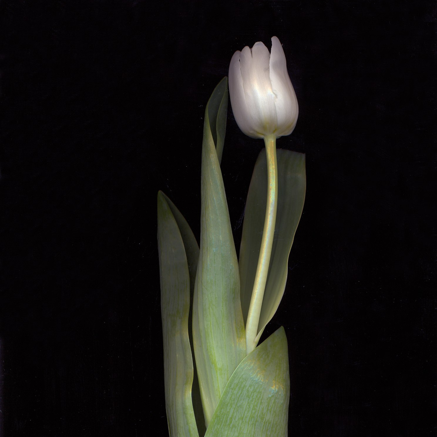 Стоимость. Чувственный портрет ~ фотограф Ксения Чудкая | Sensitive portrait ~ photographer Ksenia Chudkaya