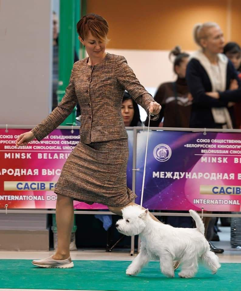 Новости питомника собак. Питомник собак породы вест хайленд вайт терьер в Москве