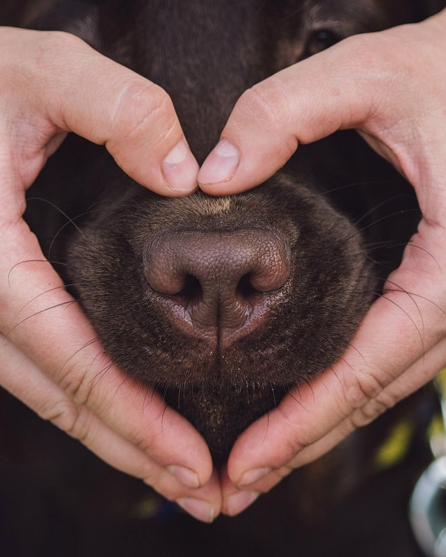 Лучшие трюки собак для фотосессии. Фотограф собак в Москве и Московской области Иванушкина Мария