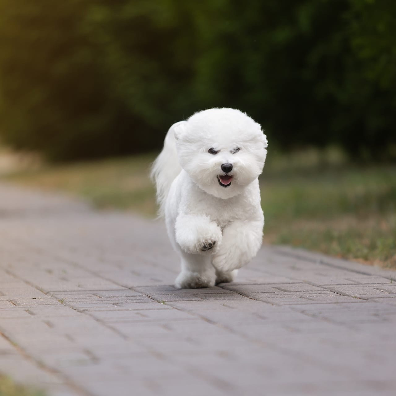 Фотограф-анималист Антон Базылевич
