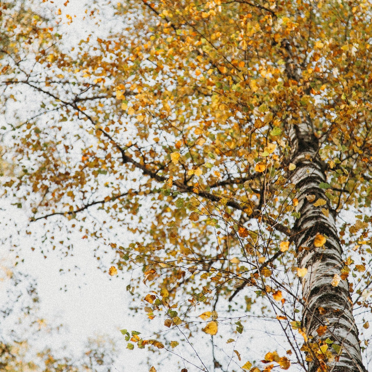 Осенний ноктюрн. Семейный и контент фотограф в Москве Вероника Швец