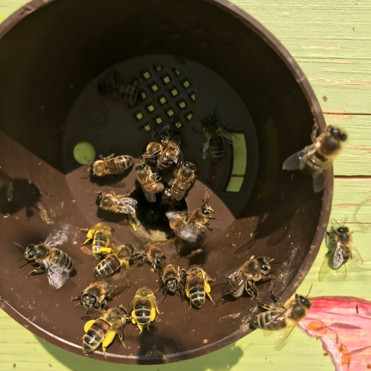 Пасека экофермы и работы на ней. Эко отдых в Подмосковье в эко-отеле Марии Гиппенрейтер