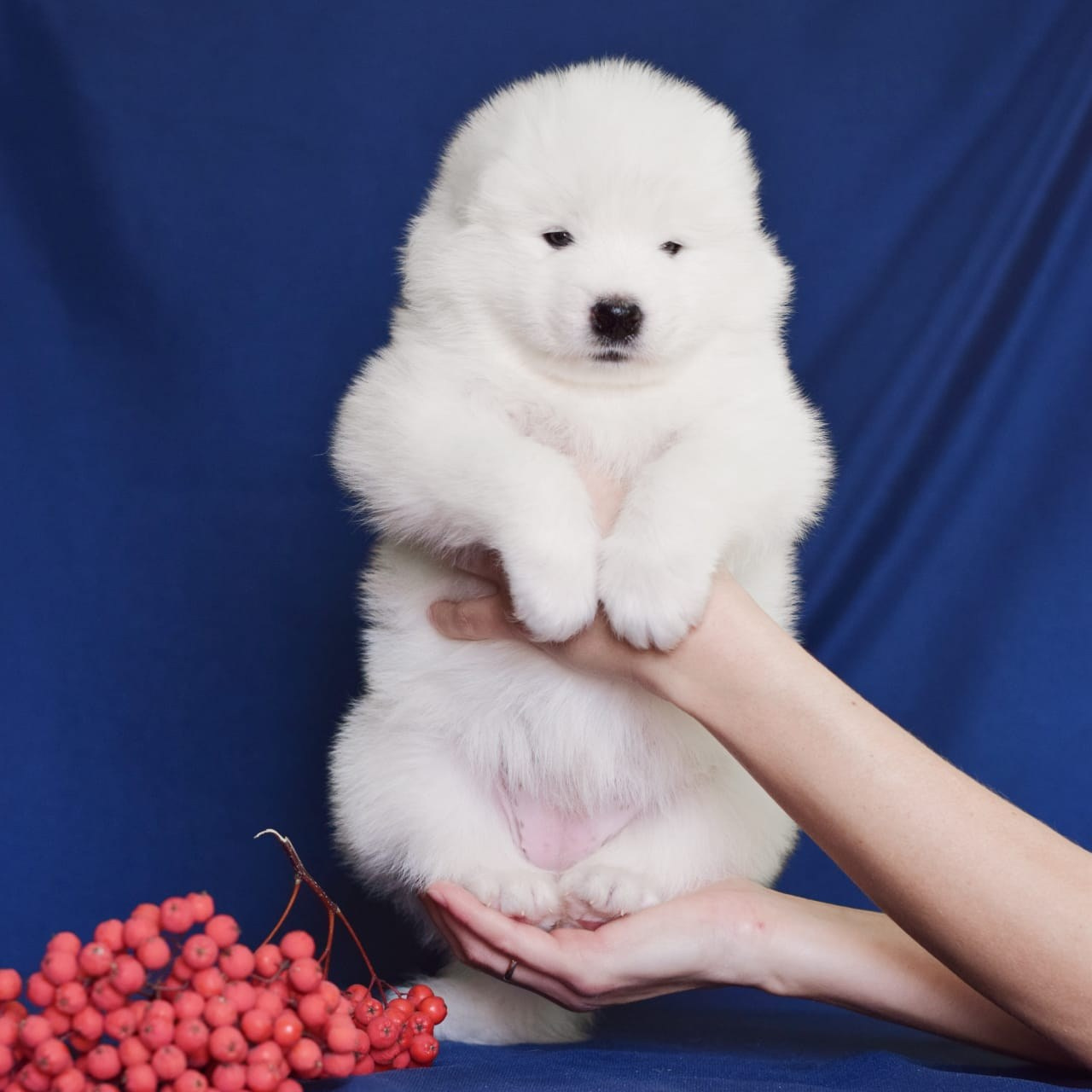 купить щенка