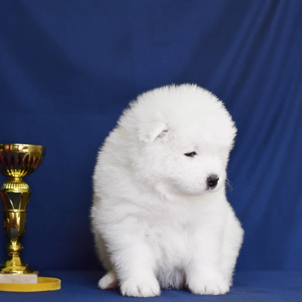 самоедская собака