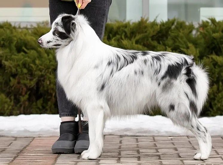 Карныш. BLGKV питомник собак