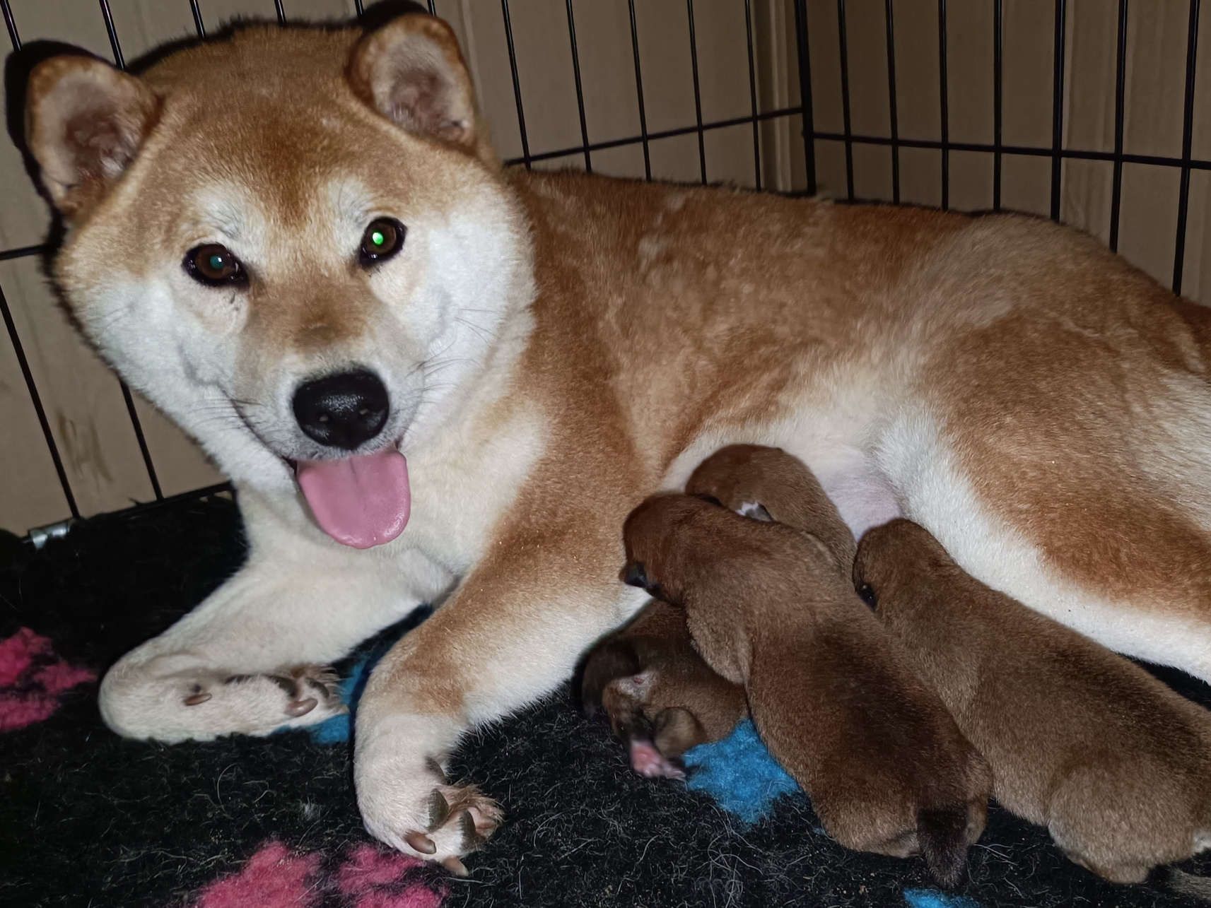 ПОМЕТЫ Сиба. AMERICAN AKITA RUBYLIGHT KENNEL I SHIBA-INU
