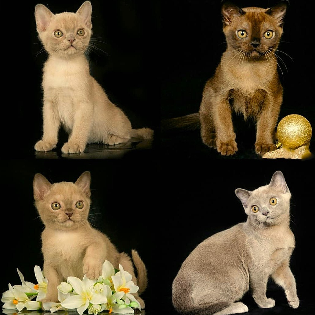 Информация для заводчиков. Las Burmas — питомник американской бурмы традиционных линий