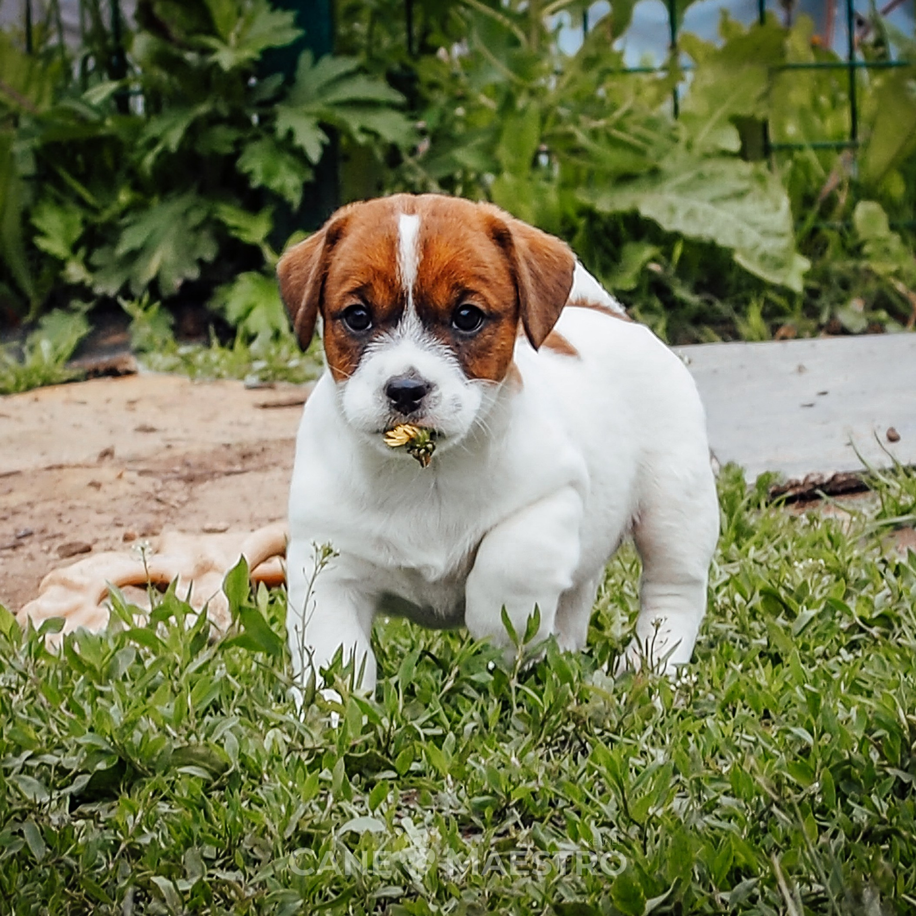 LITTER «SH» | 30/04/2025. CANE MAESTRO — kennel Jack Russell Terrier