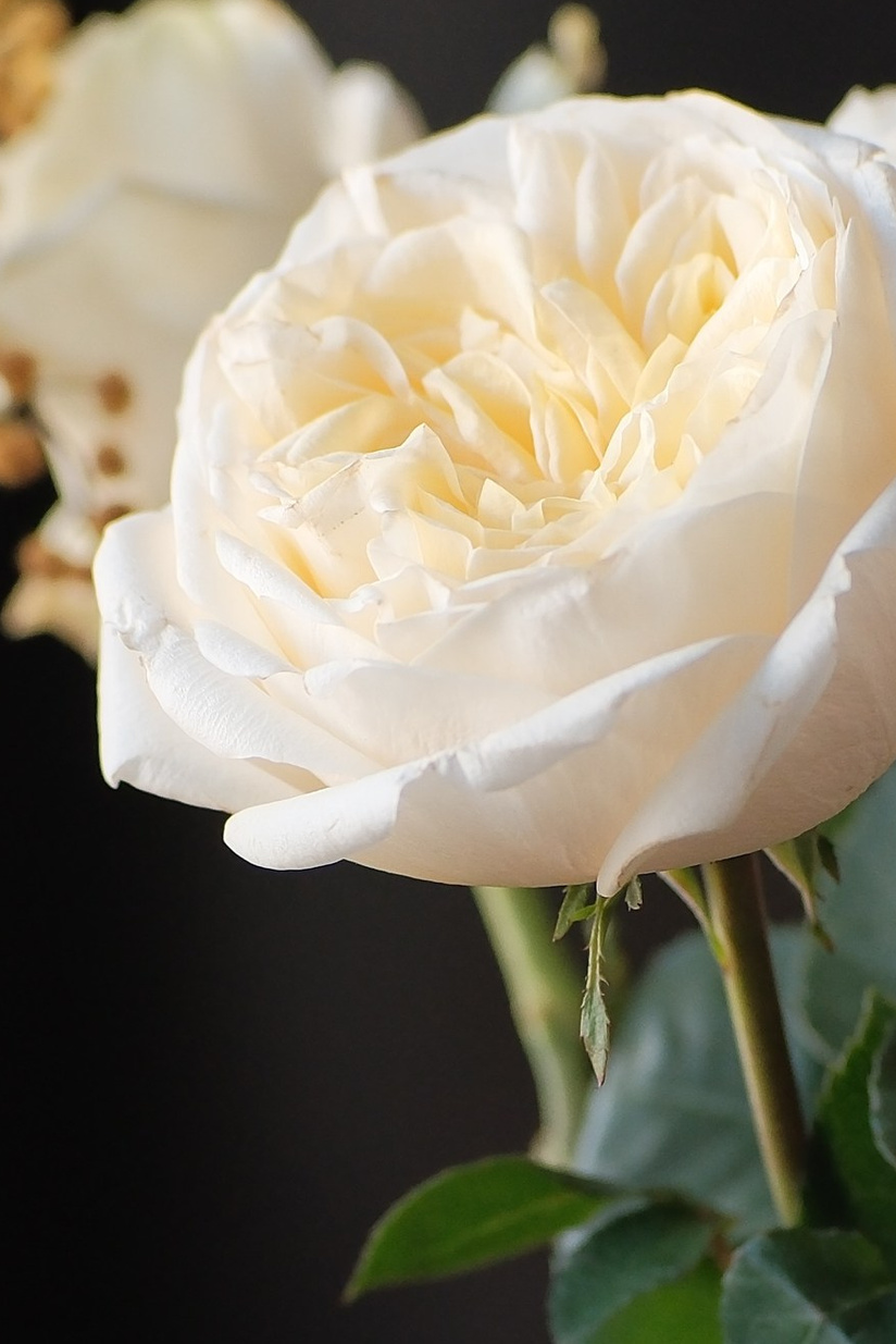 Услуги. Фотограф из Санкт- Петербурга