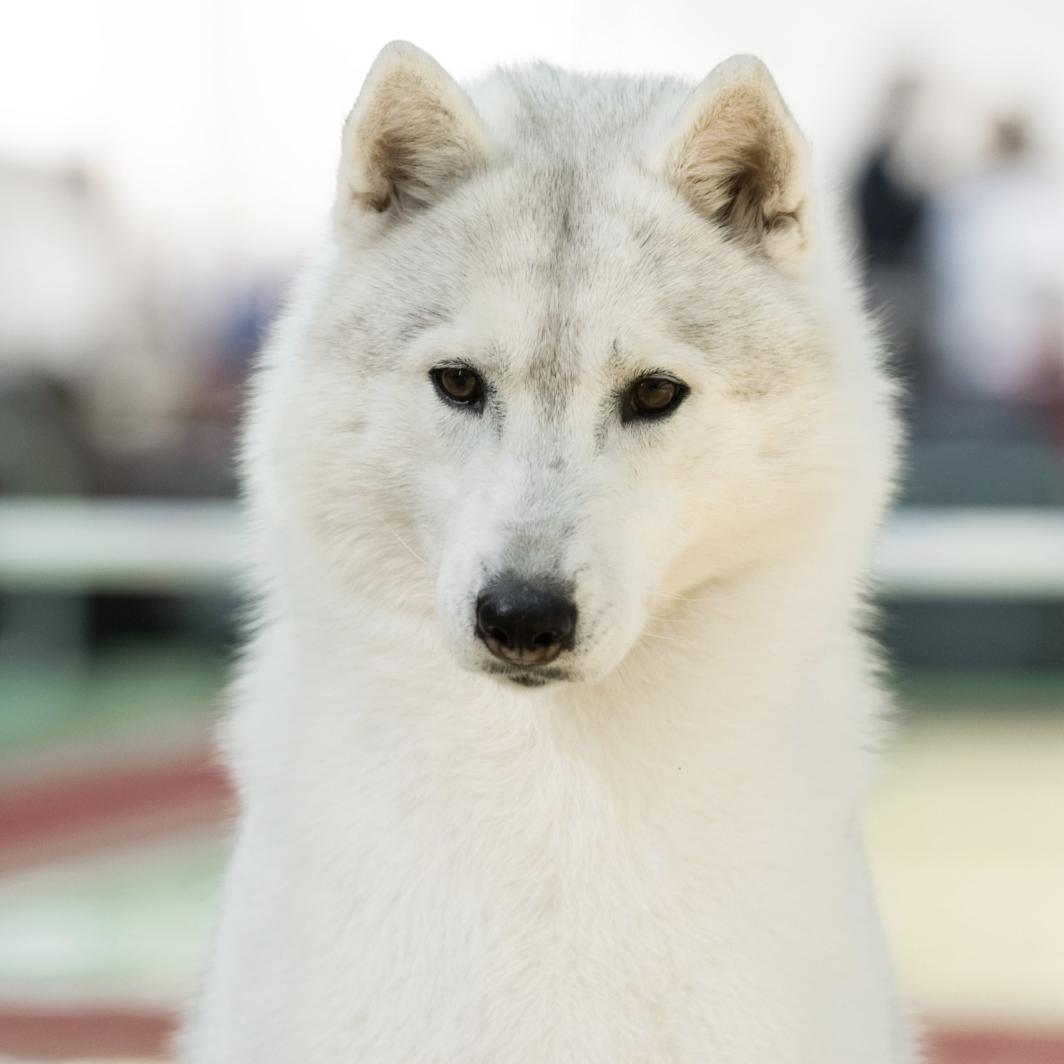 Сибирские хаски питомника Ice Fantasy Брянск. Ice Fantasy kennel: professional breeding of Siberian huskies and wels