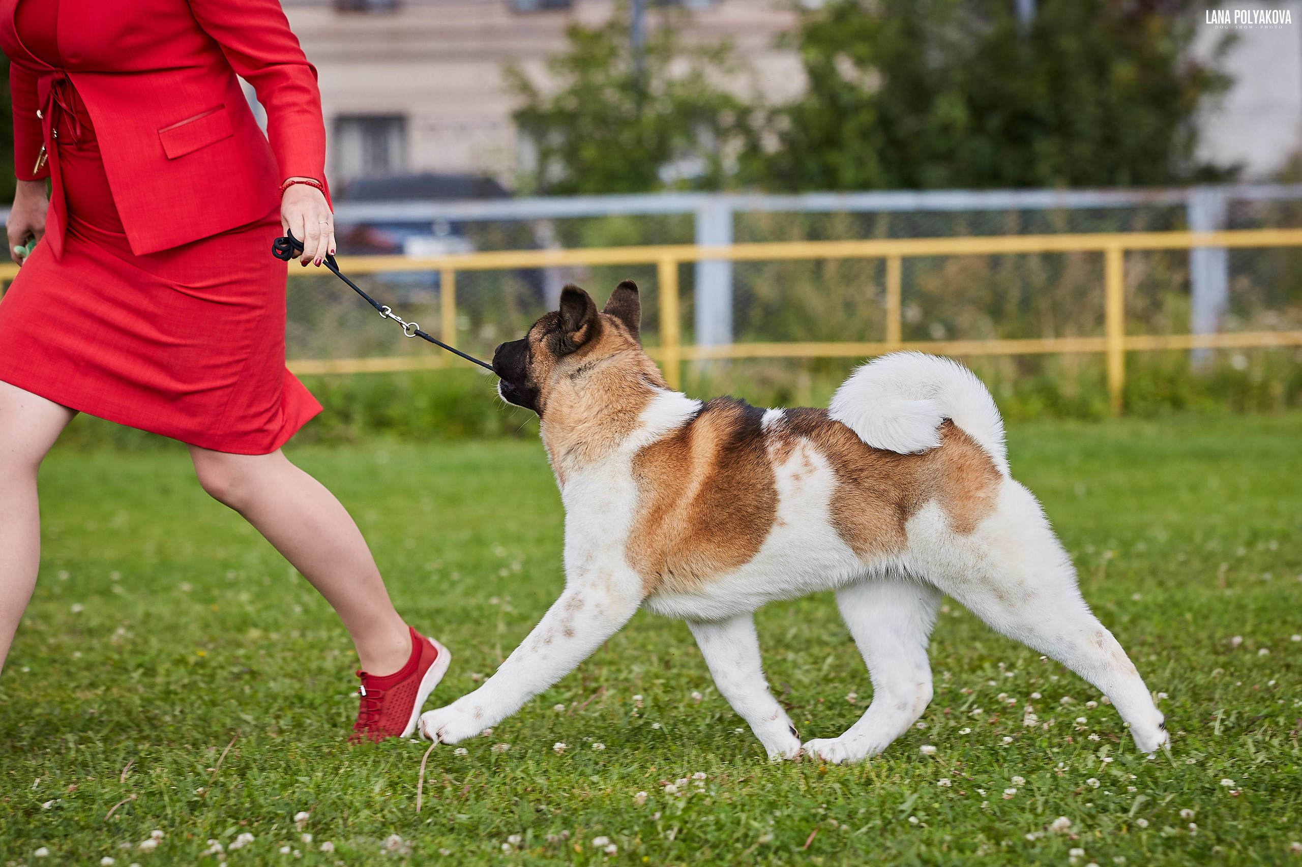 Новости питомника RUBYLIGHT, американская акита и сиба-ину. Американская акита I Сиба ину I Питомник RUBYLIGHT
