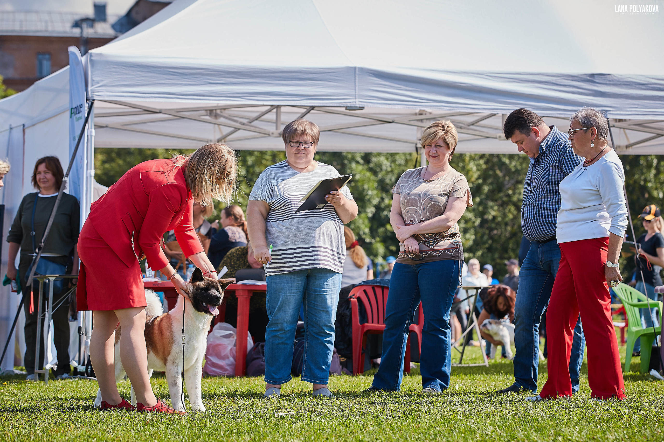 Американская акита питомник Санкт-Петербург