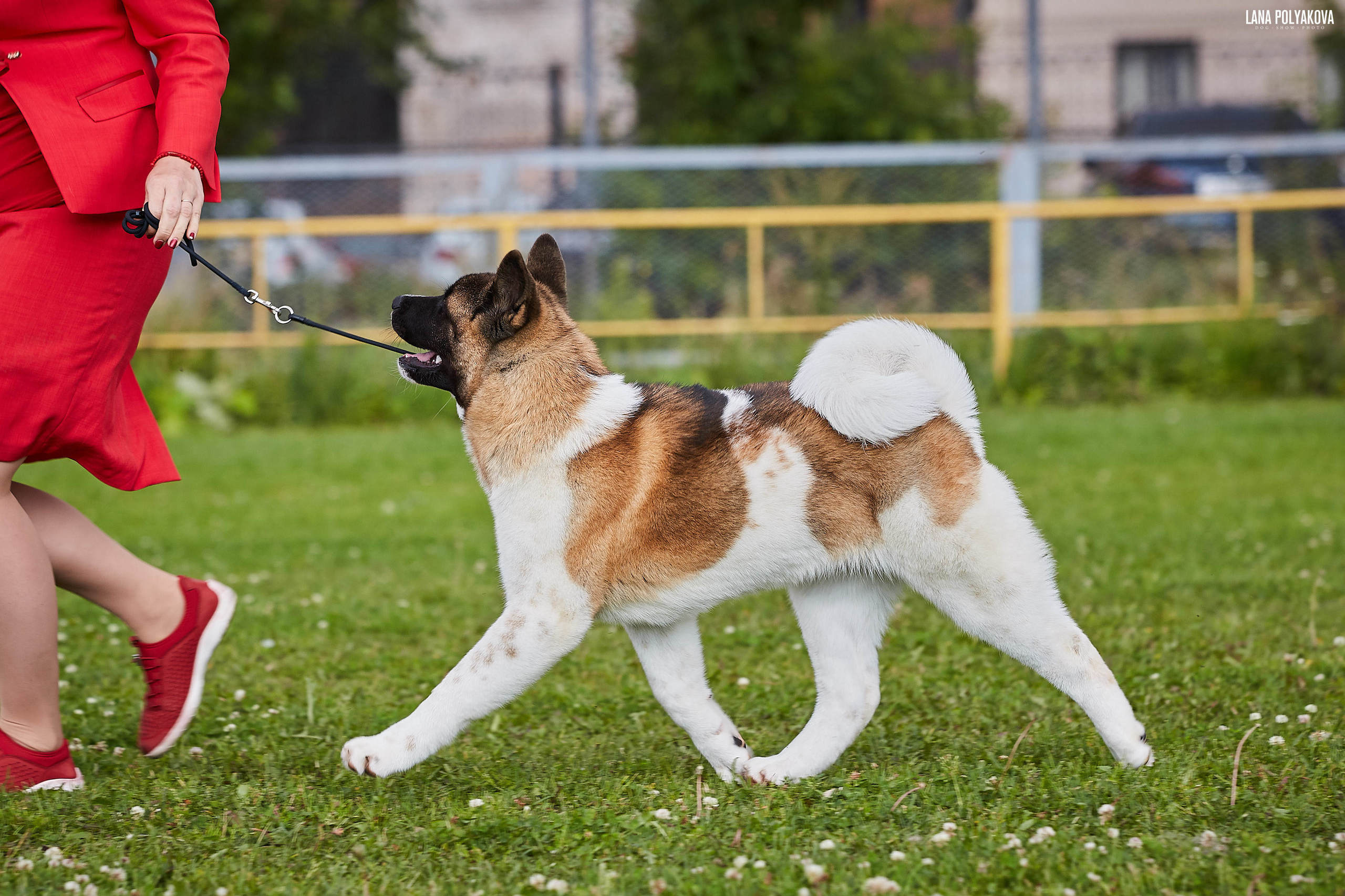 Новости питомника RUBYLIGHT, американская акита и сиба-ину. Американская акита I Сиба ину I Питомник RUBYLIGHT