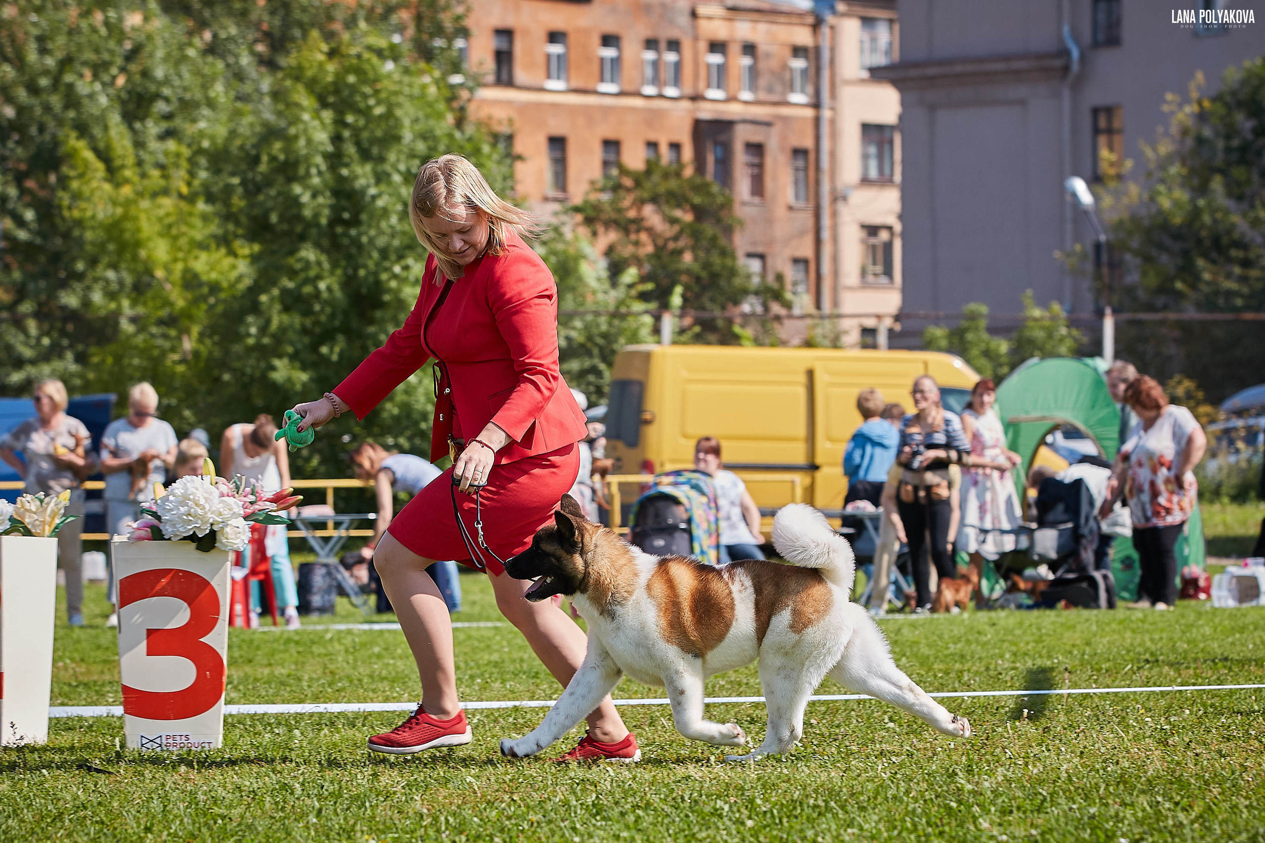 Новости питомника RUBYLIGHT, американская акита и сиба-ину. Американская акита I Сиба ину I Питомник RUBYLIGHT