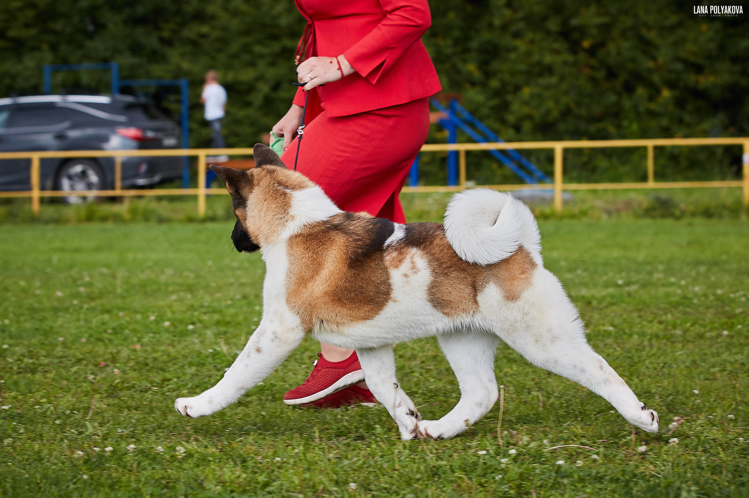 Новости питомника RUBYLIGHT, американская акита и сиба-ину. Американская акита I Сиба ину I Питомник RUBYLIGHT
