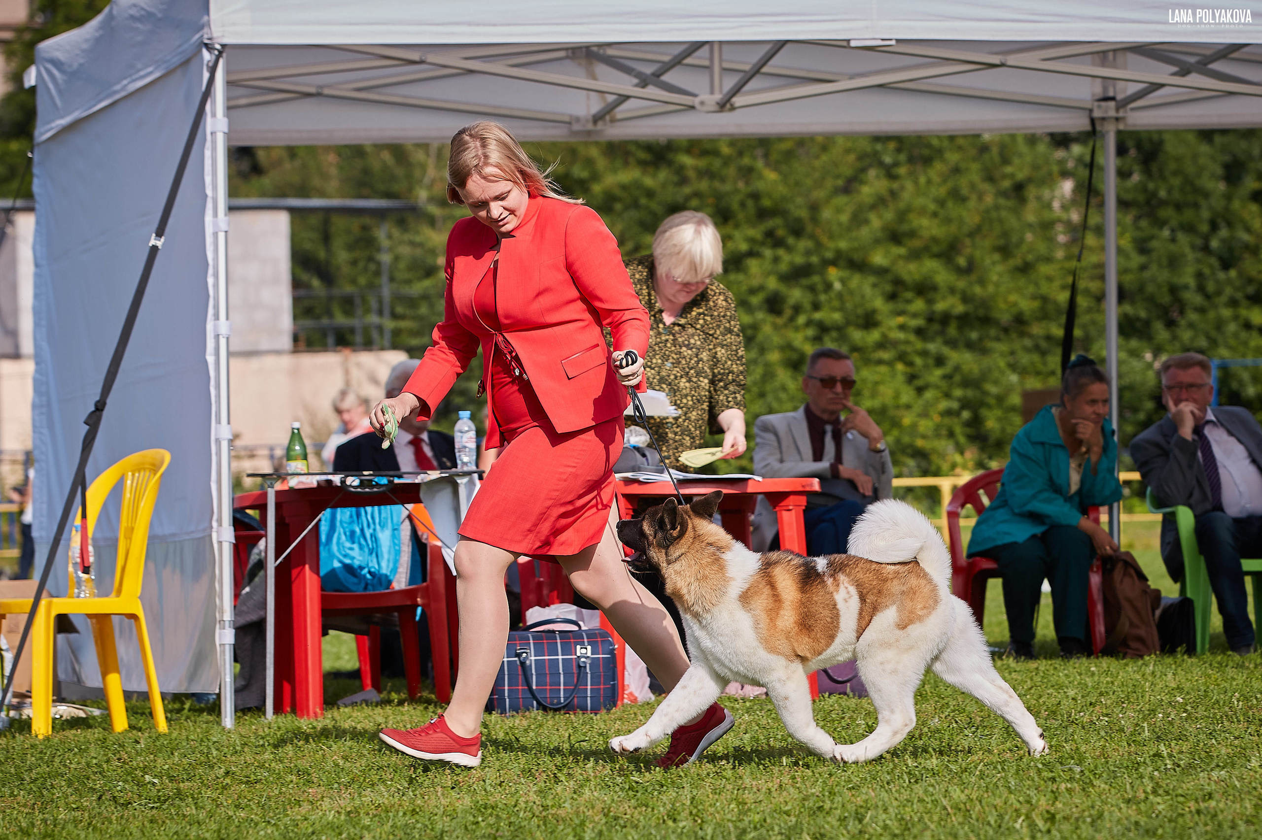 Новости питомника RUBYLIGHT, американская акита и сиба-ину. Американская акита I Сиба ину I Питомник RUBYLIGHT