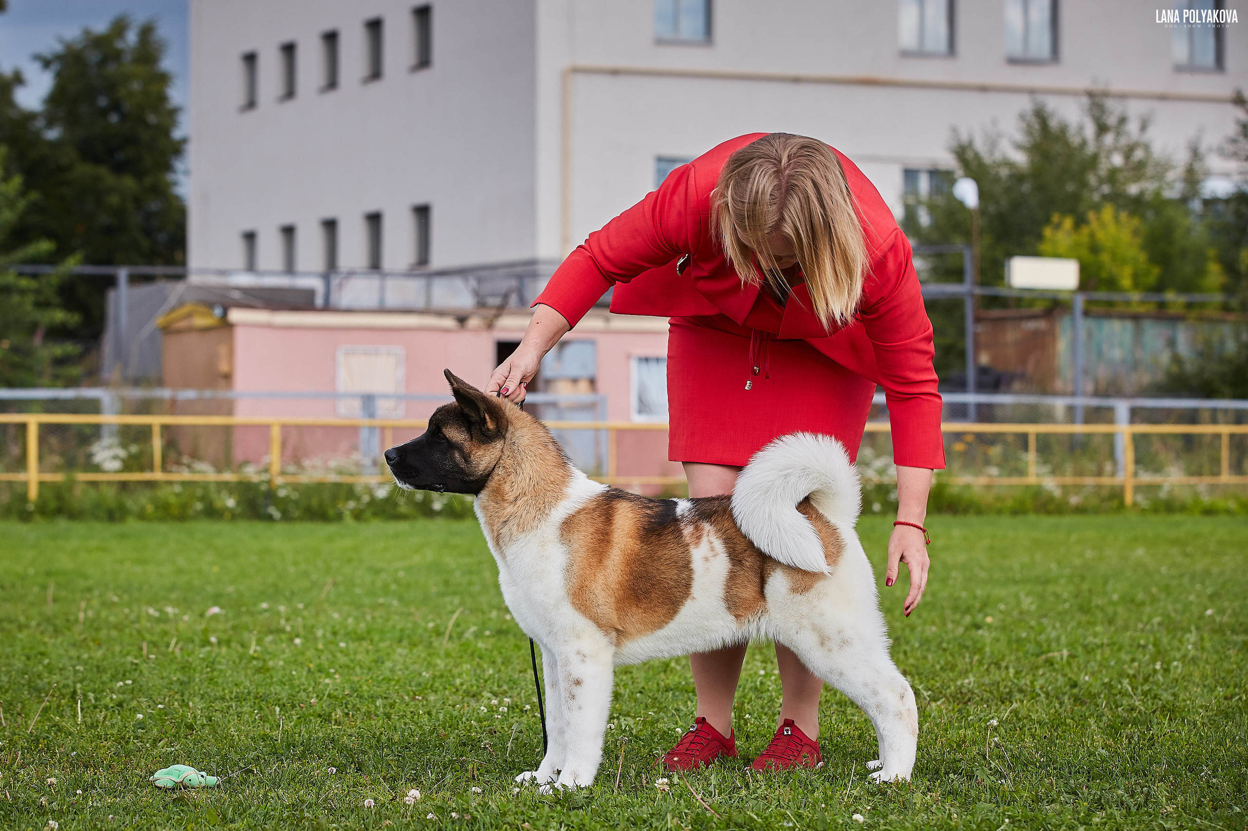 Новости питомника RUBYLIGHT, американская акита и сиба-ину. Американская акита I Сиба ину I Питомник RUBYLIGHT