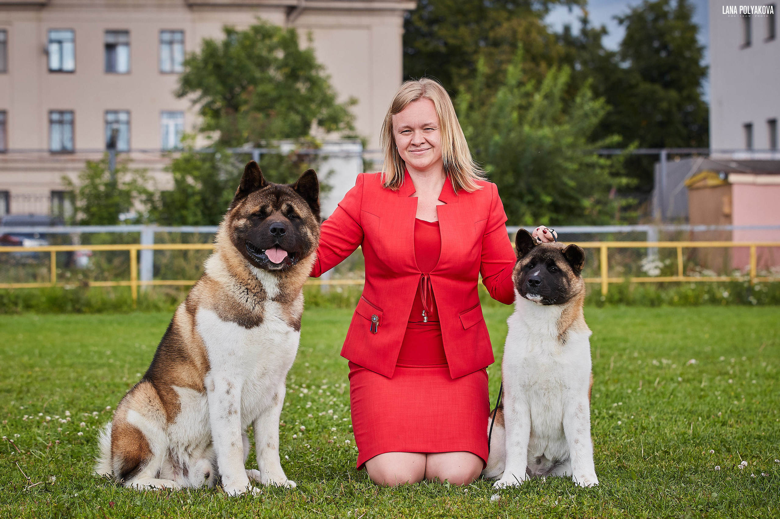 Новости питомника RUBYLIGHT, американская акита и сиба-ину. Американская акита I Сиба ину I Питомник RUBYLIGHT