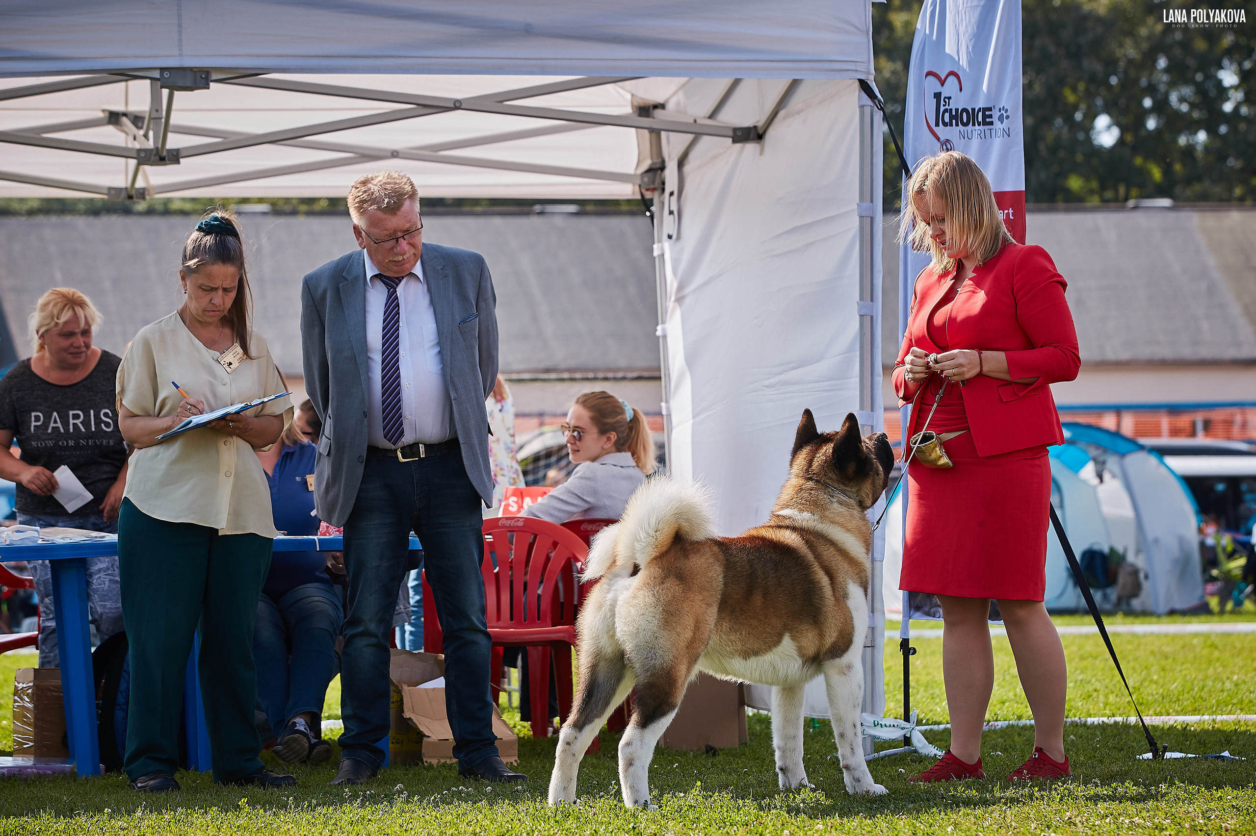 Новости питомника RUBYLIGHT, американская акита и сиба-ину. Американская акита I Сиба ину I Питомник RUBYLIGHT