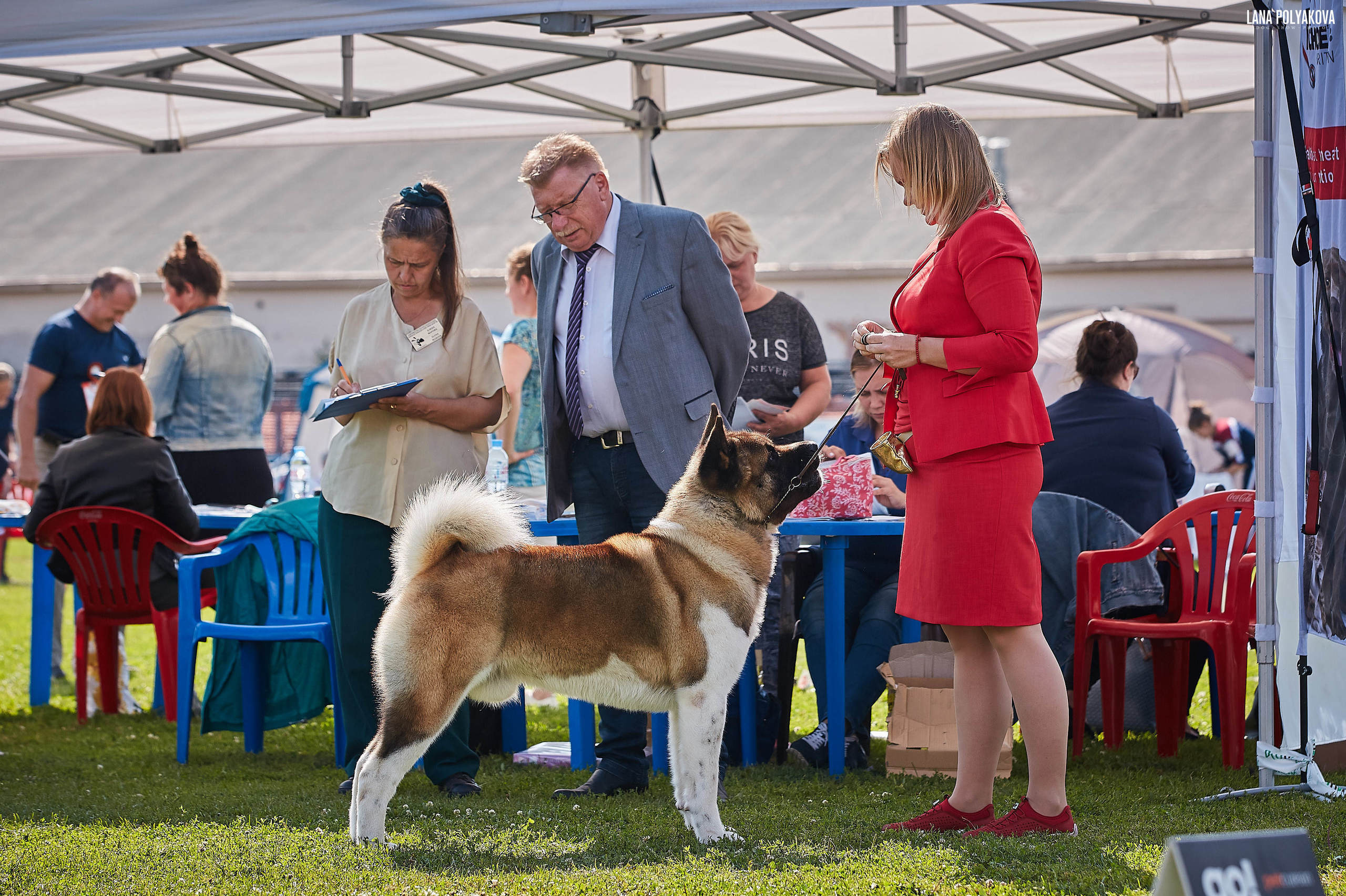 Новости питомника RUBYLIGHT, американская акита и сиба-ину. Американская акита I Сиба ину I Питомник RUBYLIGHT