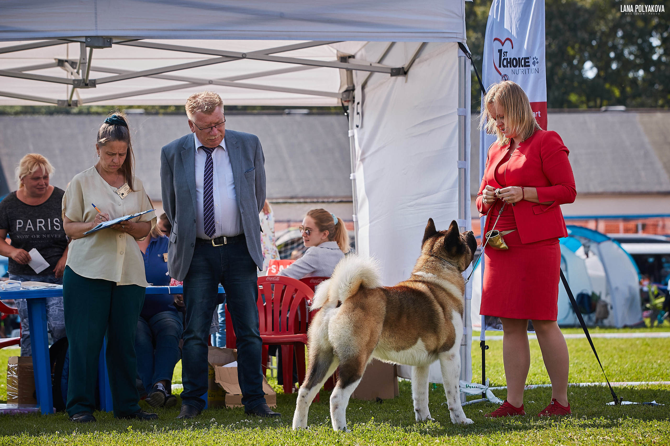 Американская акита питомник Санкт-Петербург