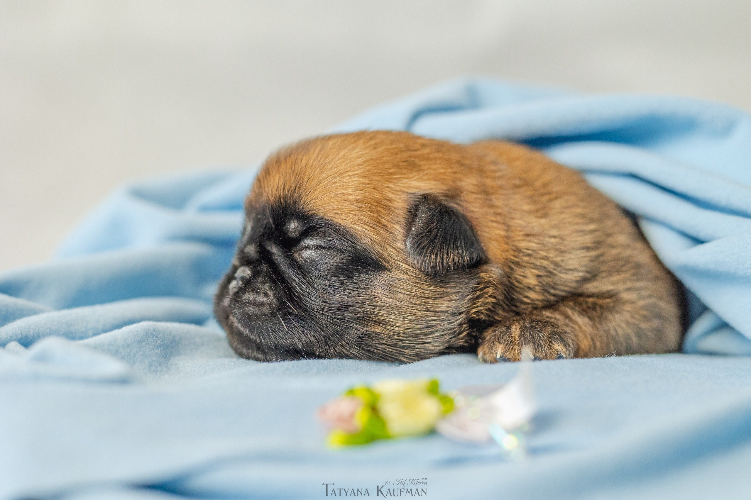 Фотограф Анималист Новосибирск Татьяна Кауфман. Фотографирую собаку. Фотосессия щенков. Фотосессия собак. Заказать съемки. Заказать фотосессию в Новосибирске. Фотосессия Новосибирск. Анималистика. Как фотографировать собак? Как сфотографировать собаку? Как фотографировать собак в движении. Съемка на выставке. Экстерьерная фотосессия