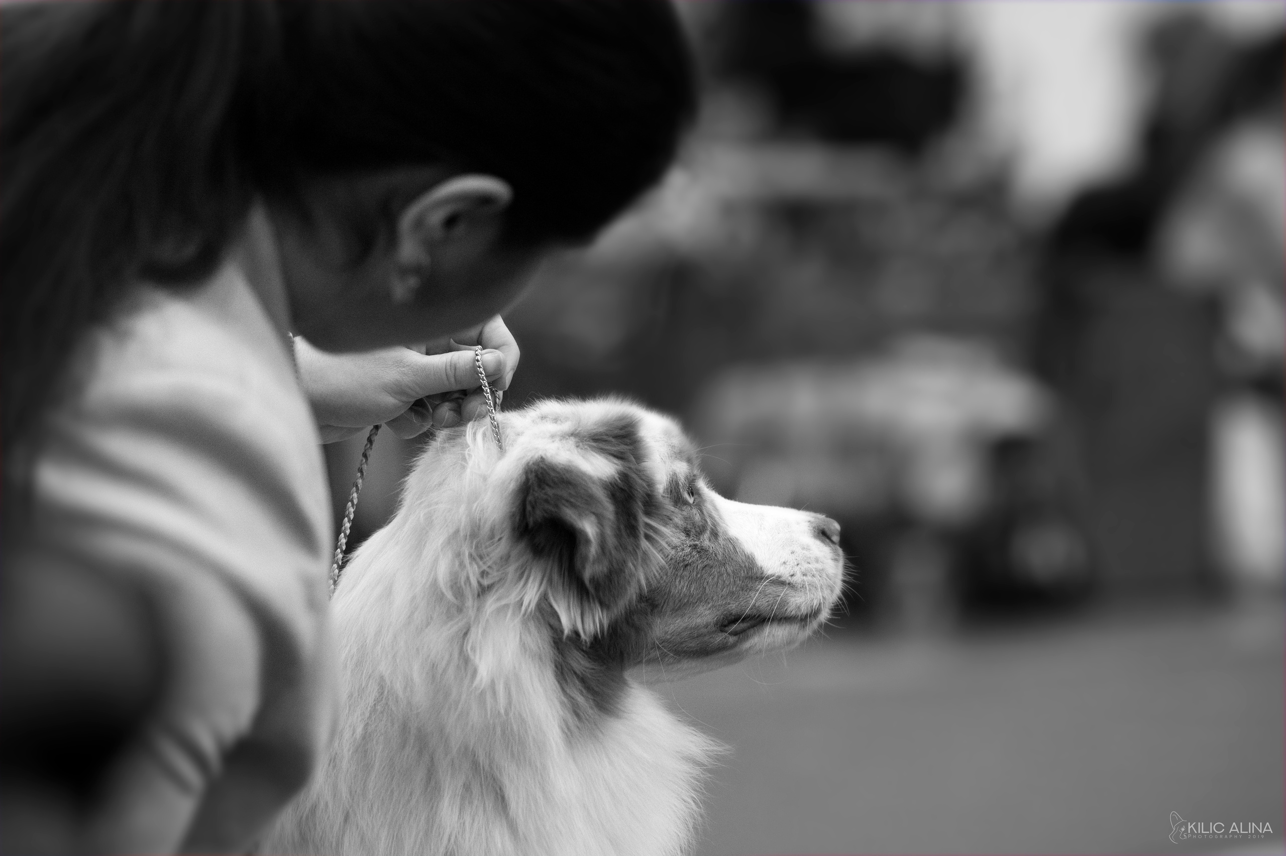 О ПОРОДЕ. Питомник австралийских овчарок «APPLEDORE»