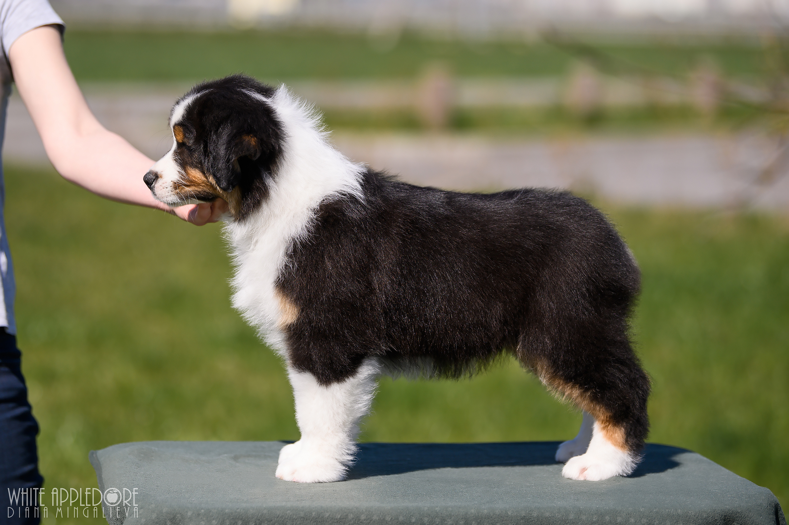 ПОМЕТ C. APPLEDORE