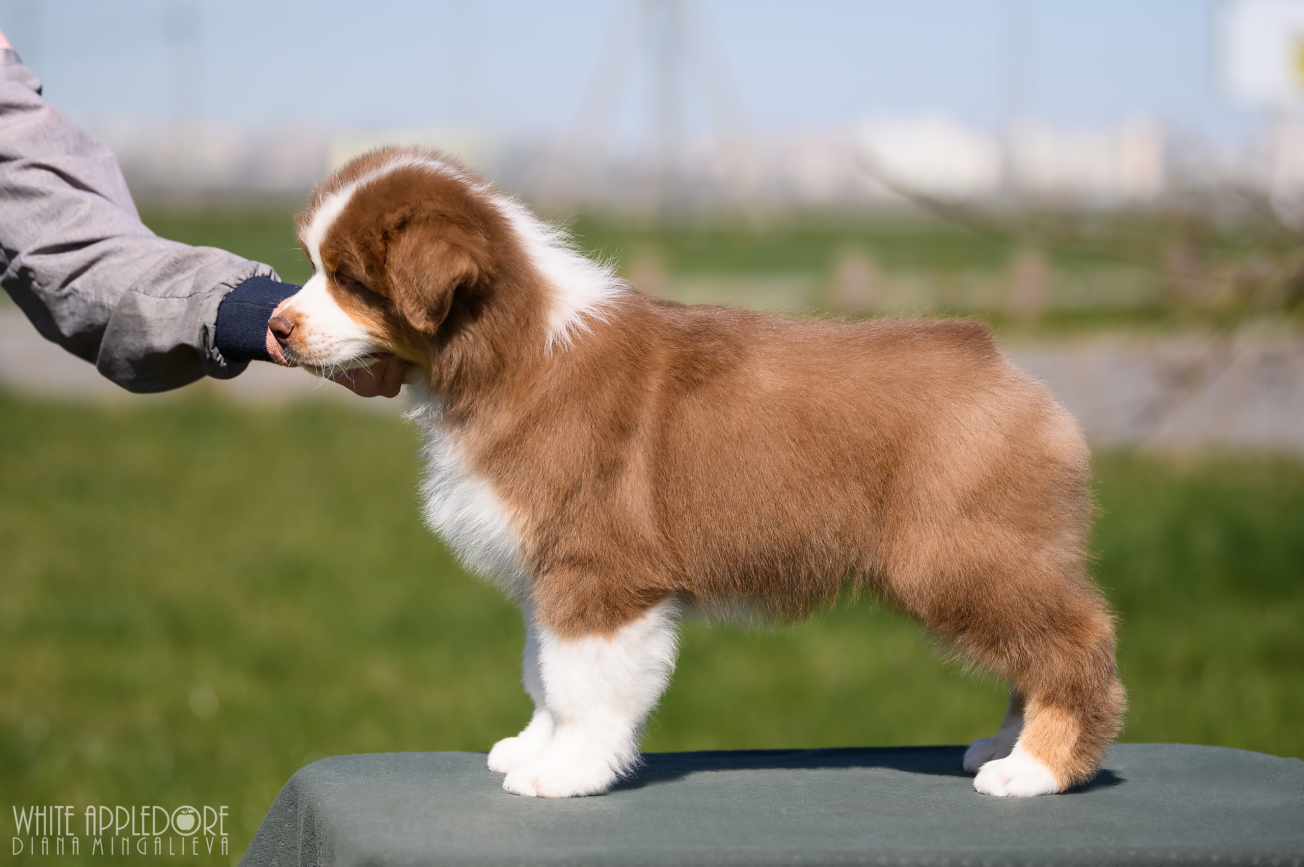 ПОМЕТ C. APPLEDORE