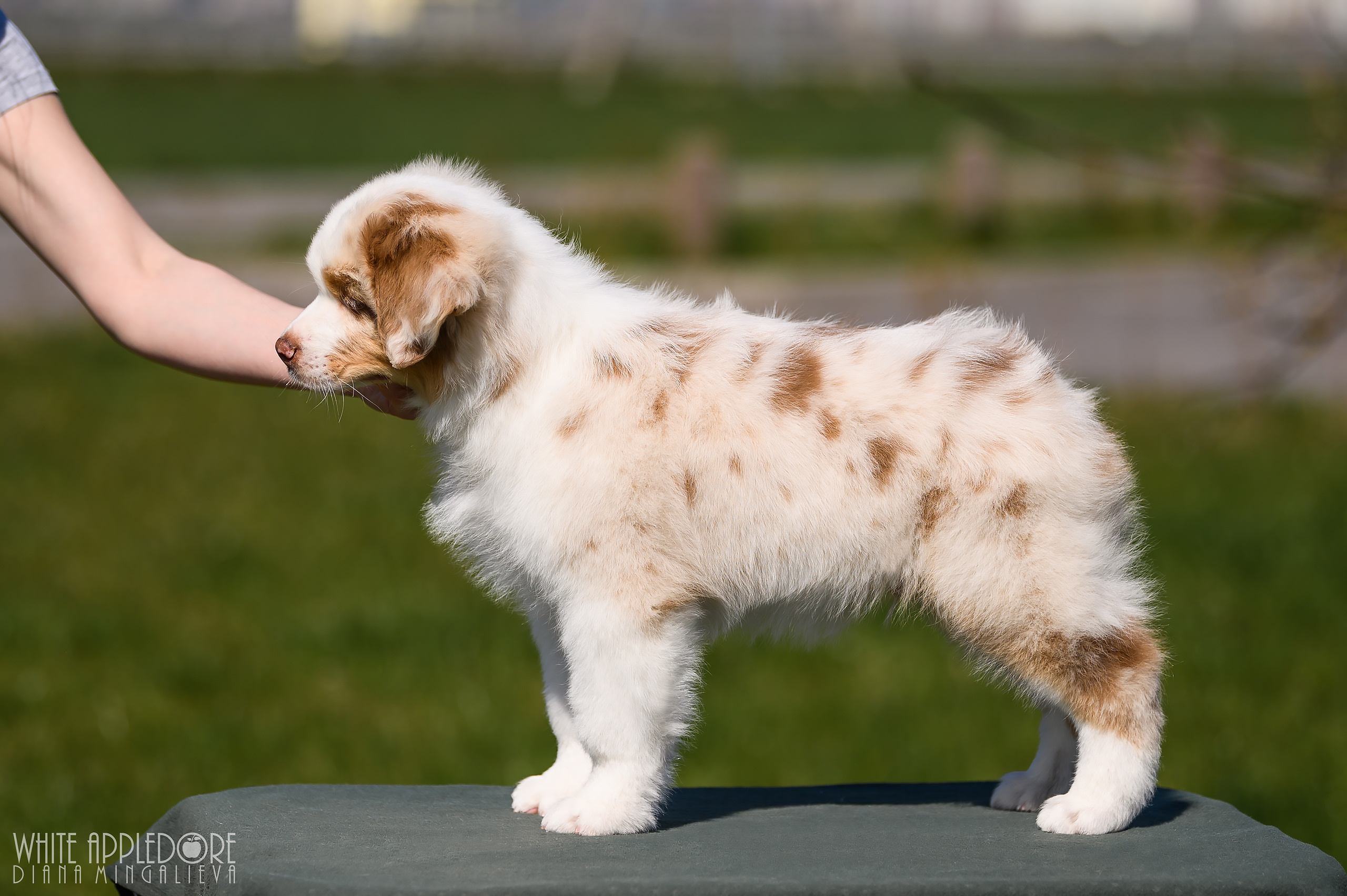 ПОМЕТ C. APPLEDORE