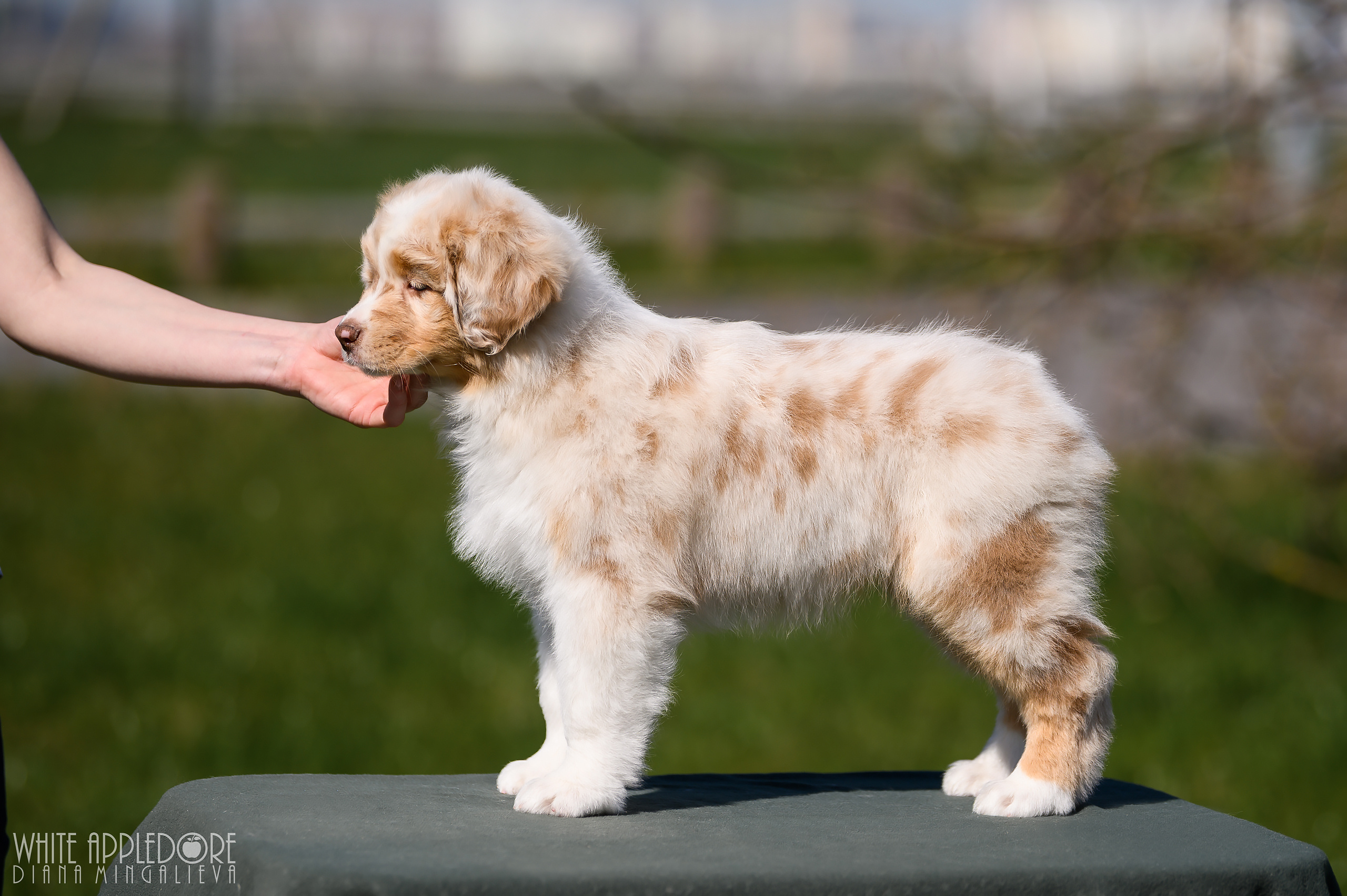 ПОМЕТ C. APPLEDORE