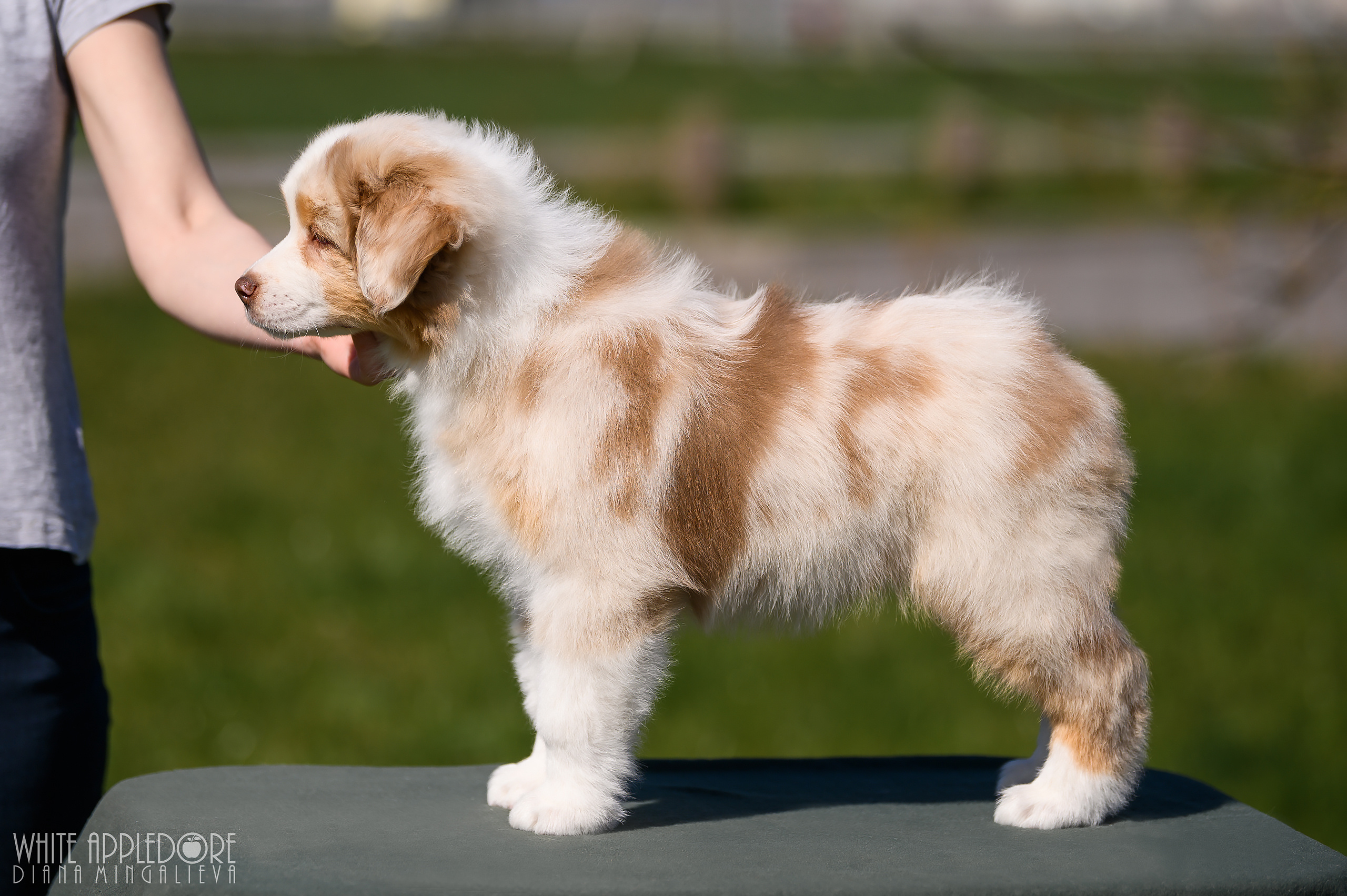 ПОМЕТ C. APPLEDORE