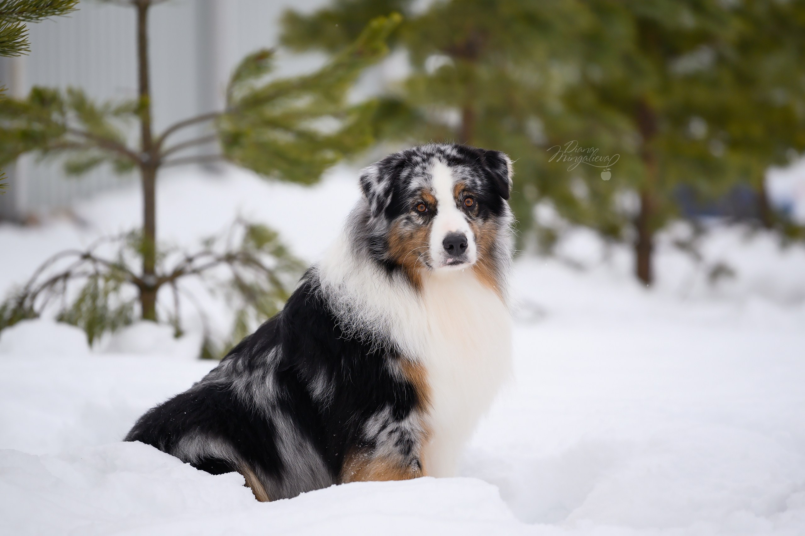 КОБЕЛИ. Питомник австралийских овчарок «APPLEDORE»