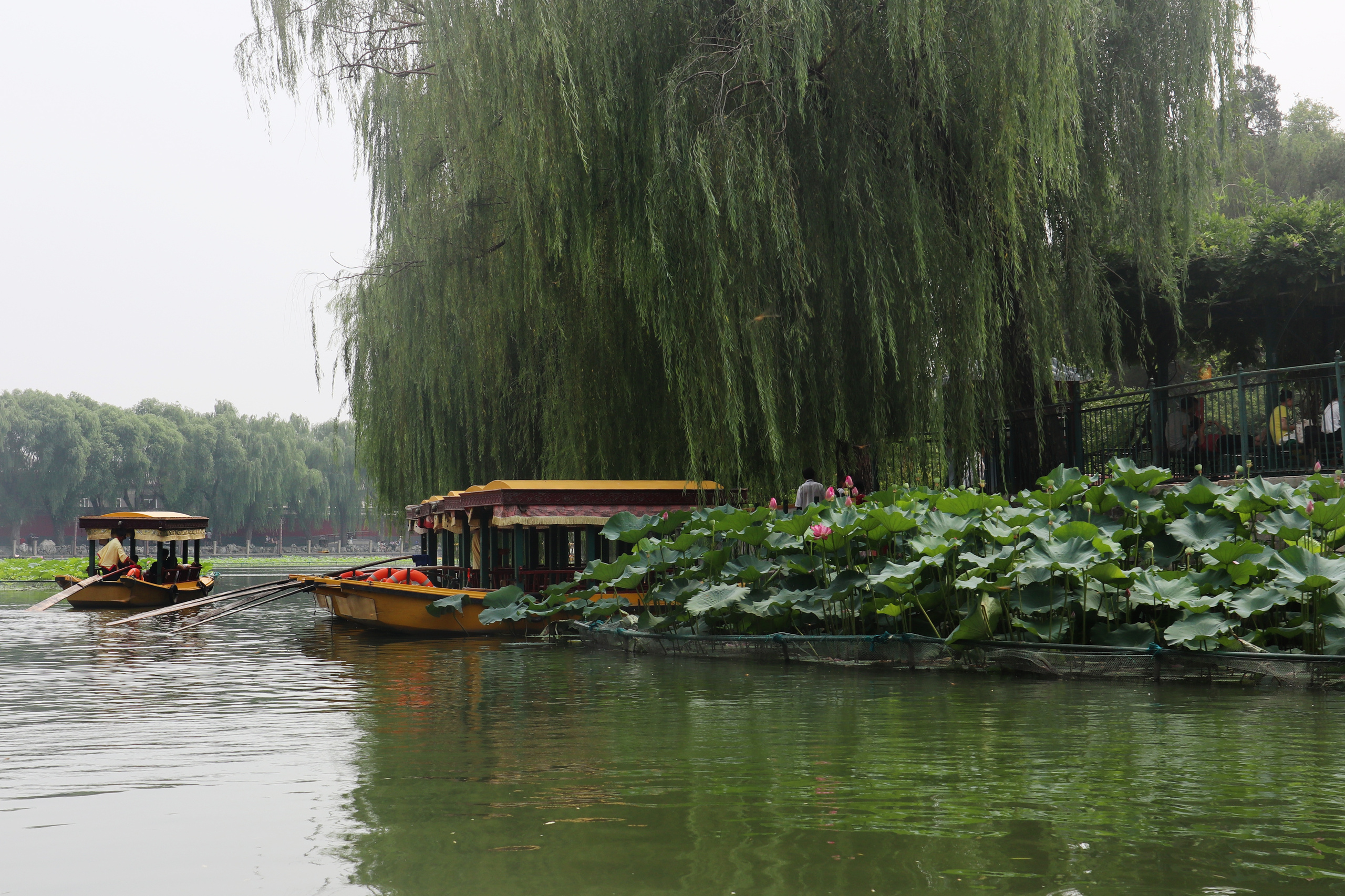 Сезон лотосов в Пекине. Фотограф Ольга Филимонова