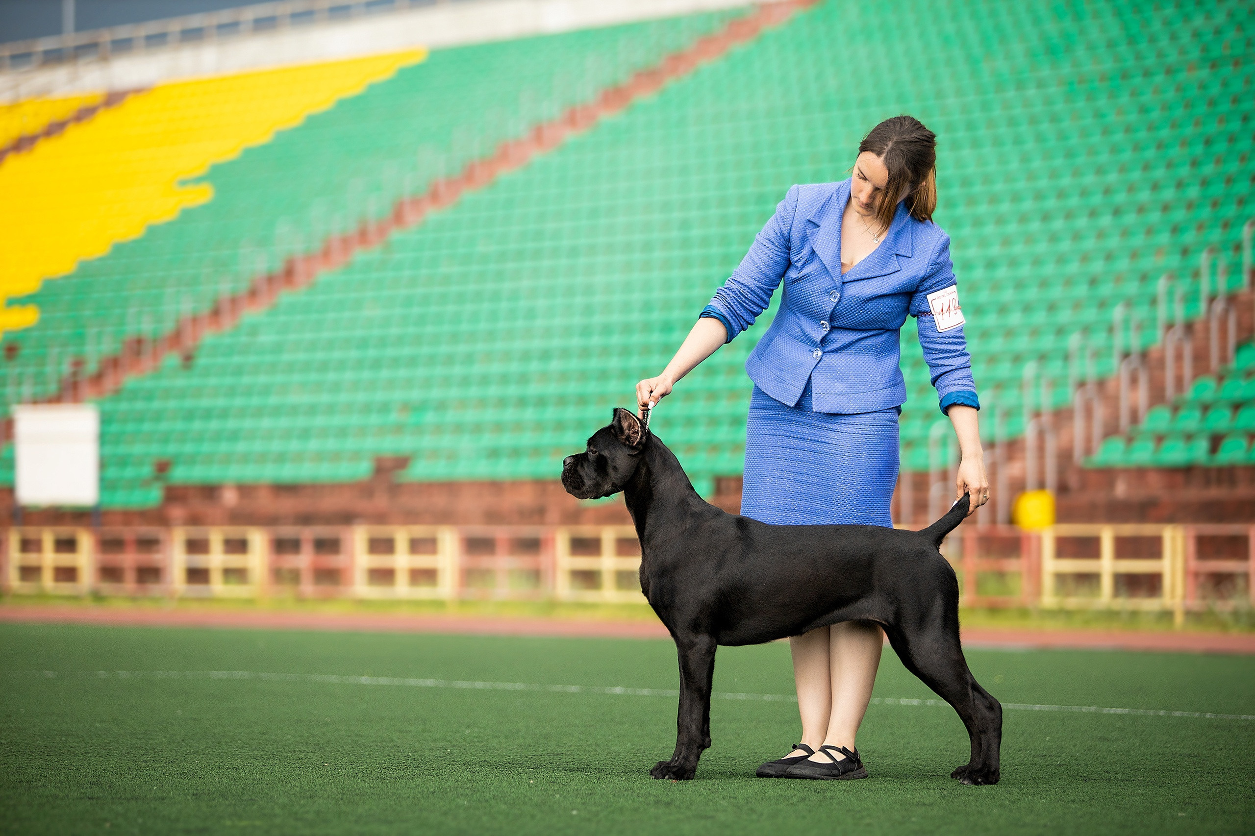 Услуги и цены. Фотограф. Фотограф-анималист. Москва