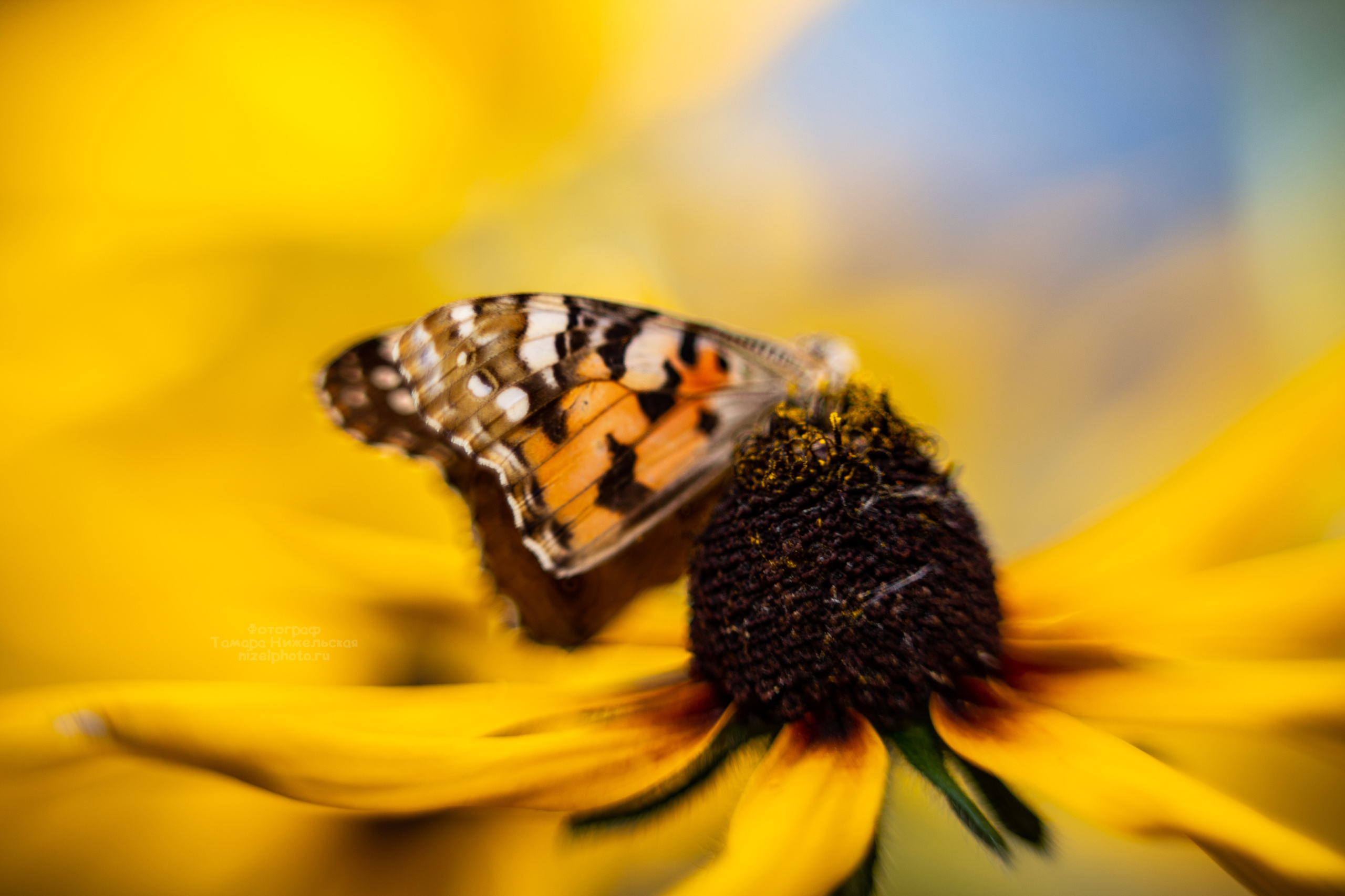 Макро съемка. Как снимать. Фотограф Тамара Нижельская Воронеж