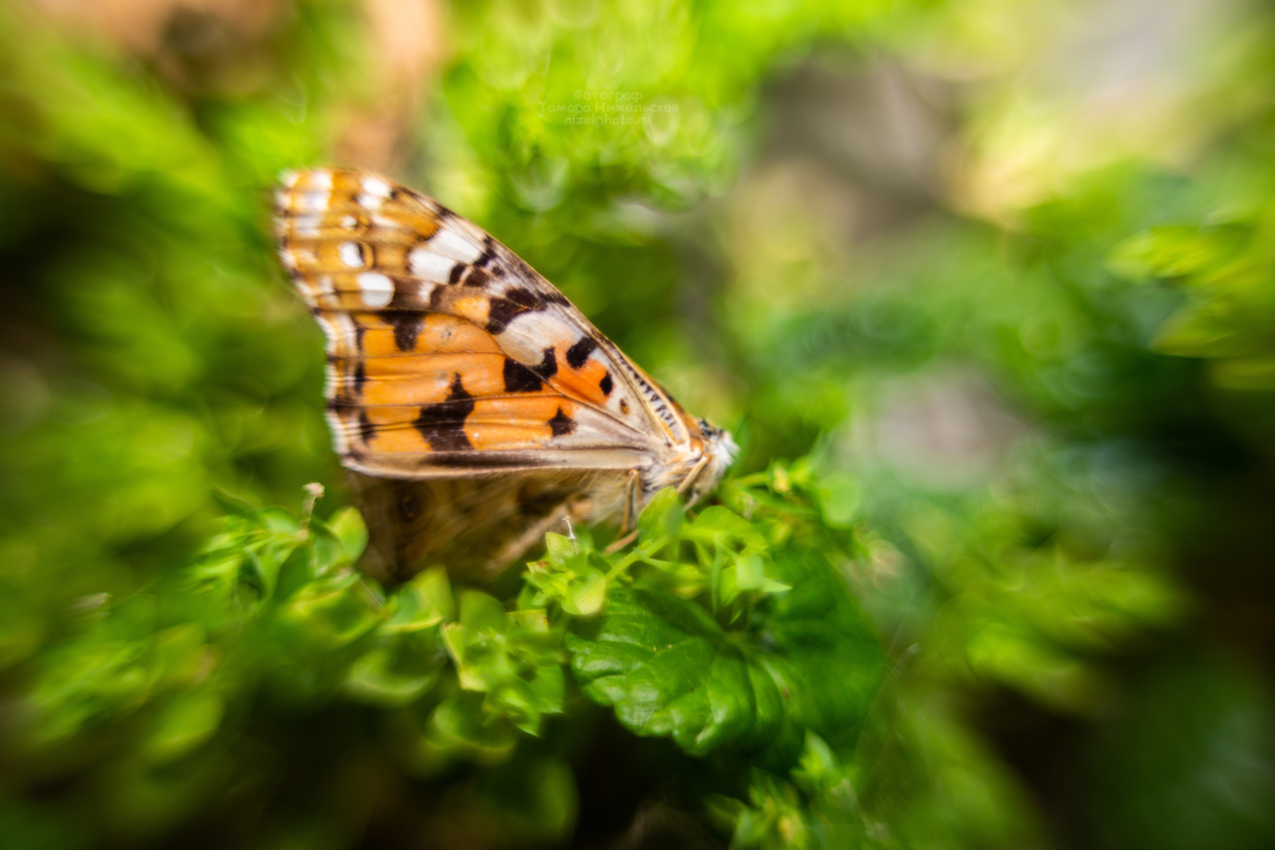 Макро съемка. Как снимать. Фотограф Тамара Нижельская Воронеж