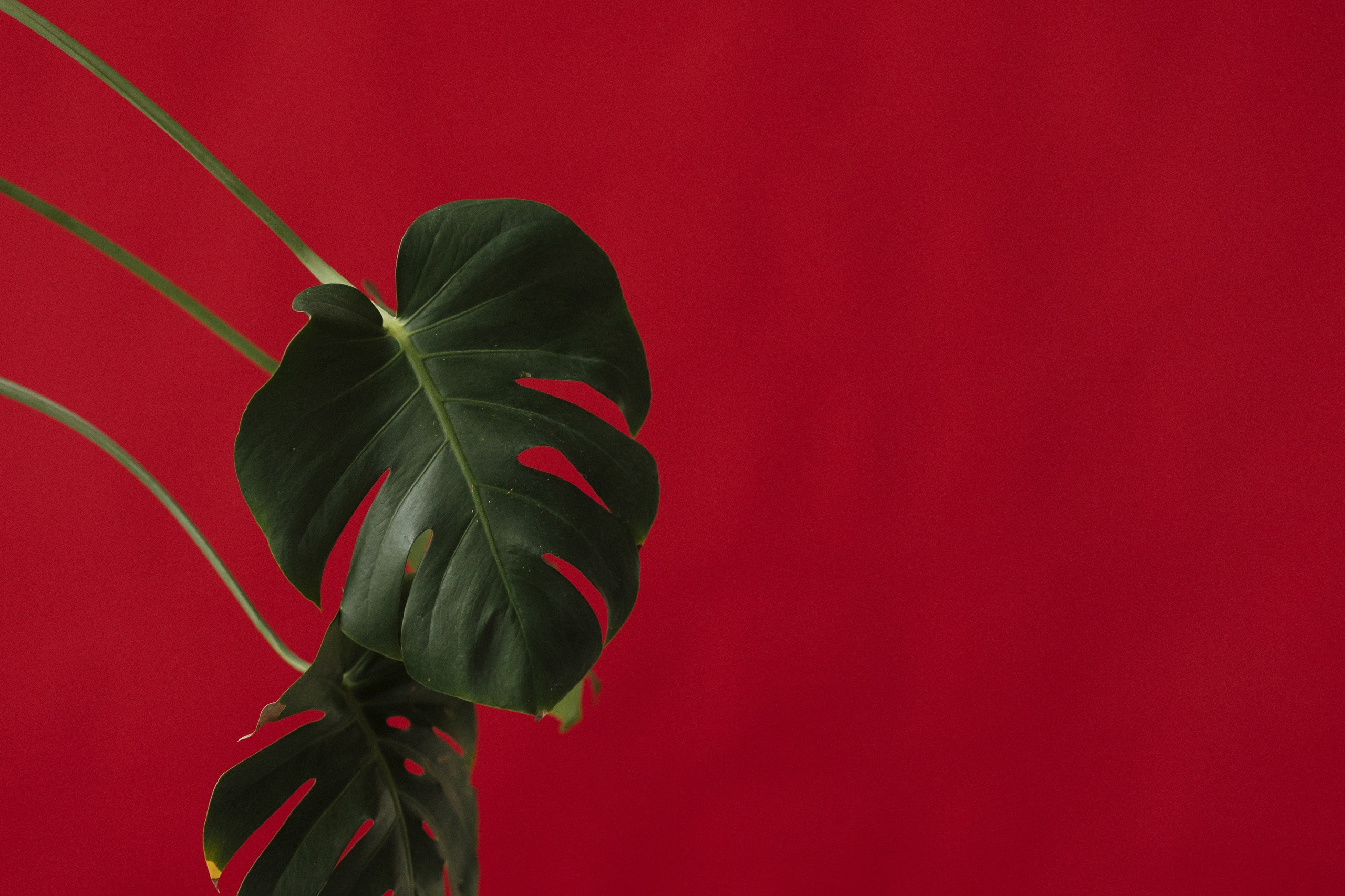 Каплицкая Любовь — фотограф Тверь