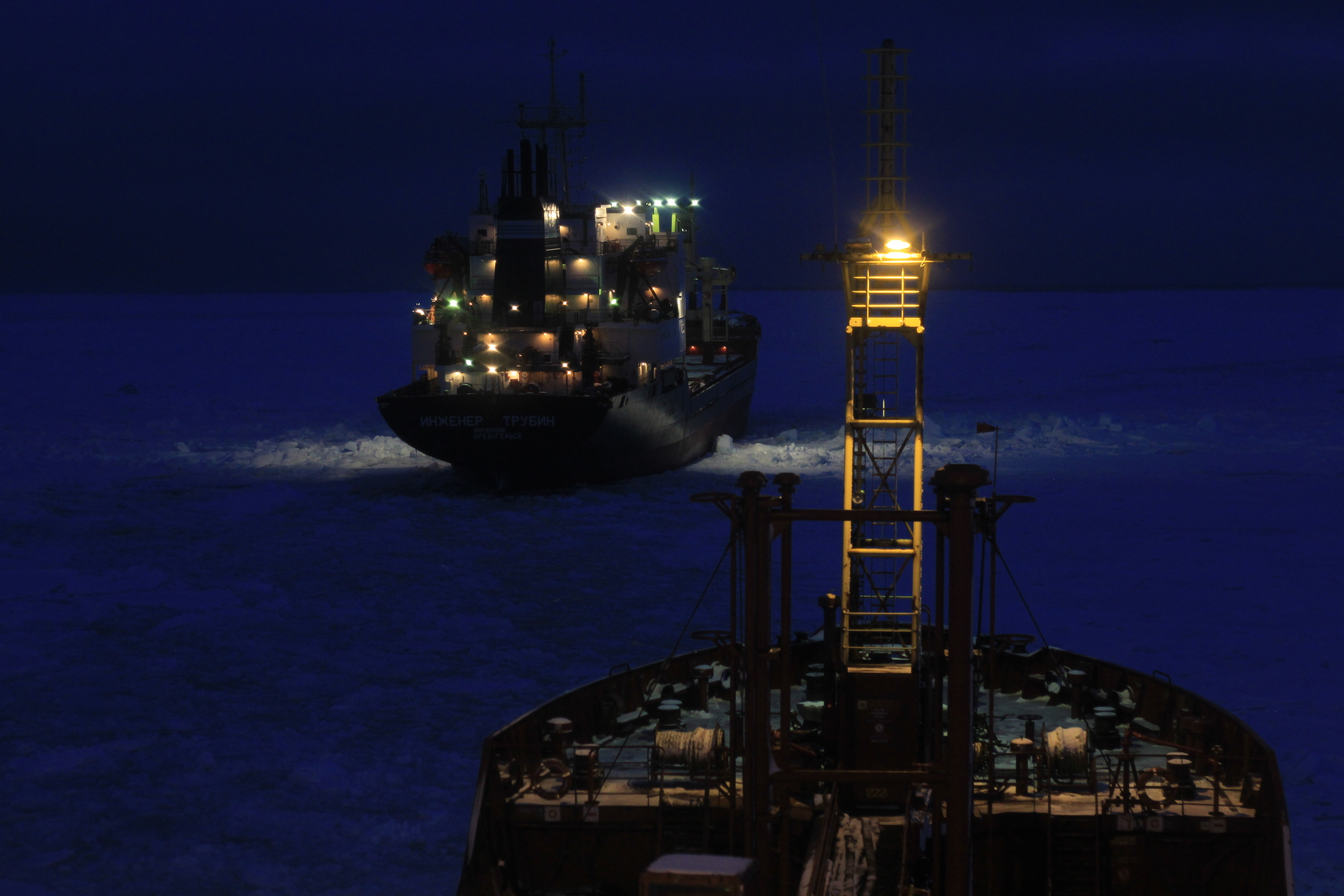 История одного белого медведя. Xexexena.ru