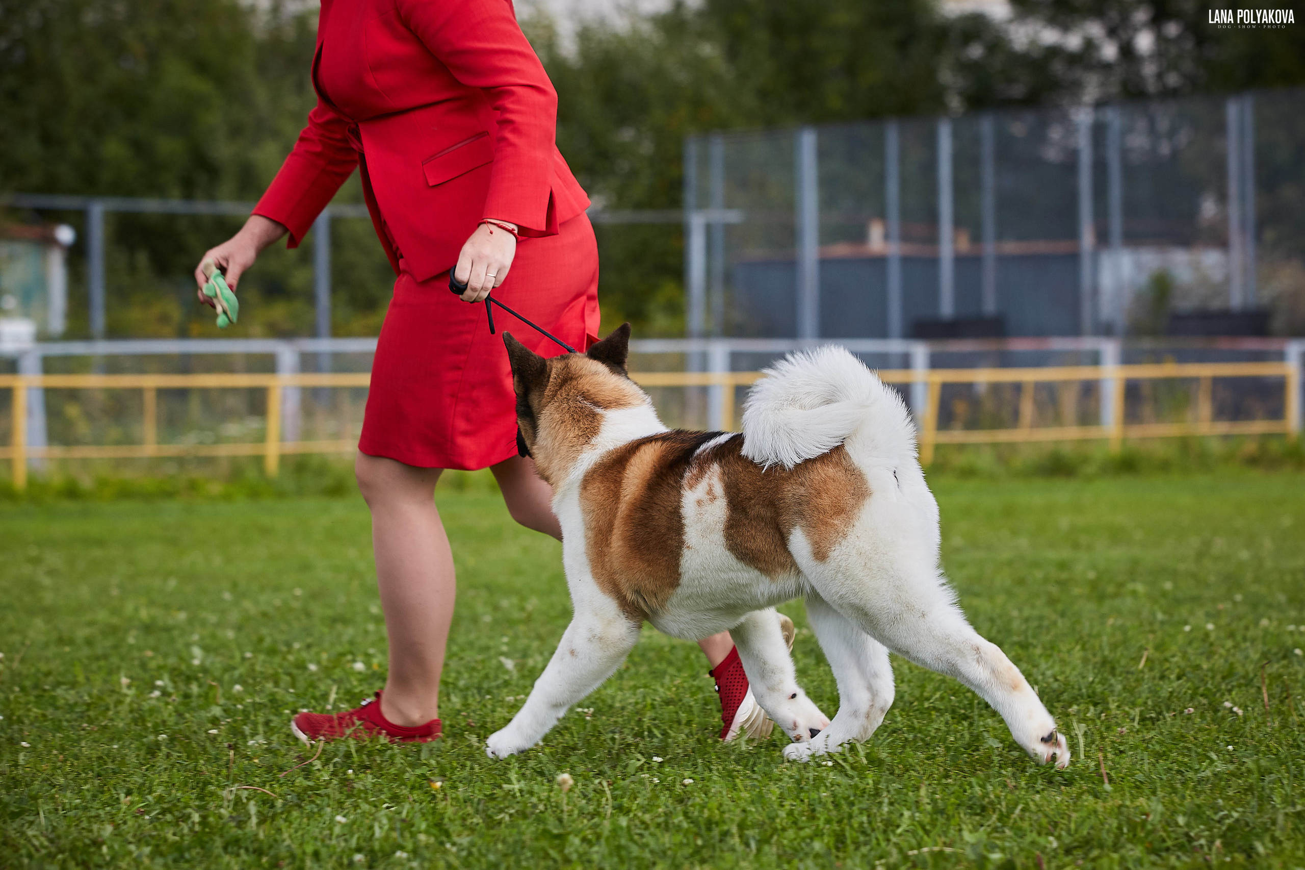 Новости питомника RUBYLIGHT, американская акита и сиба-ину. Американская акита I Сиба ину I Питомник RUBYLIGHT