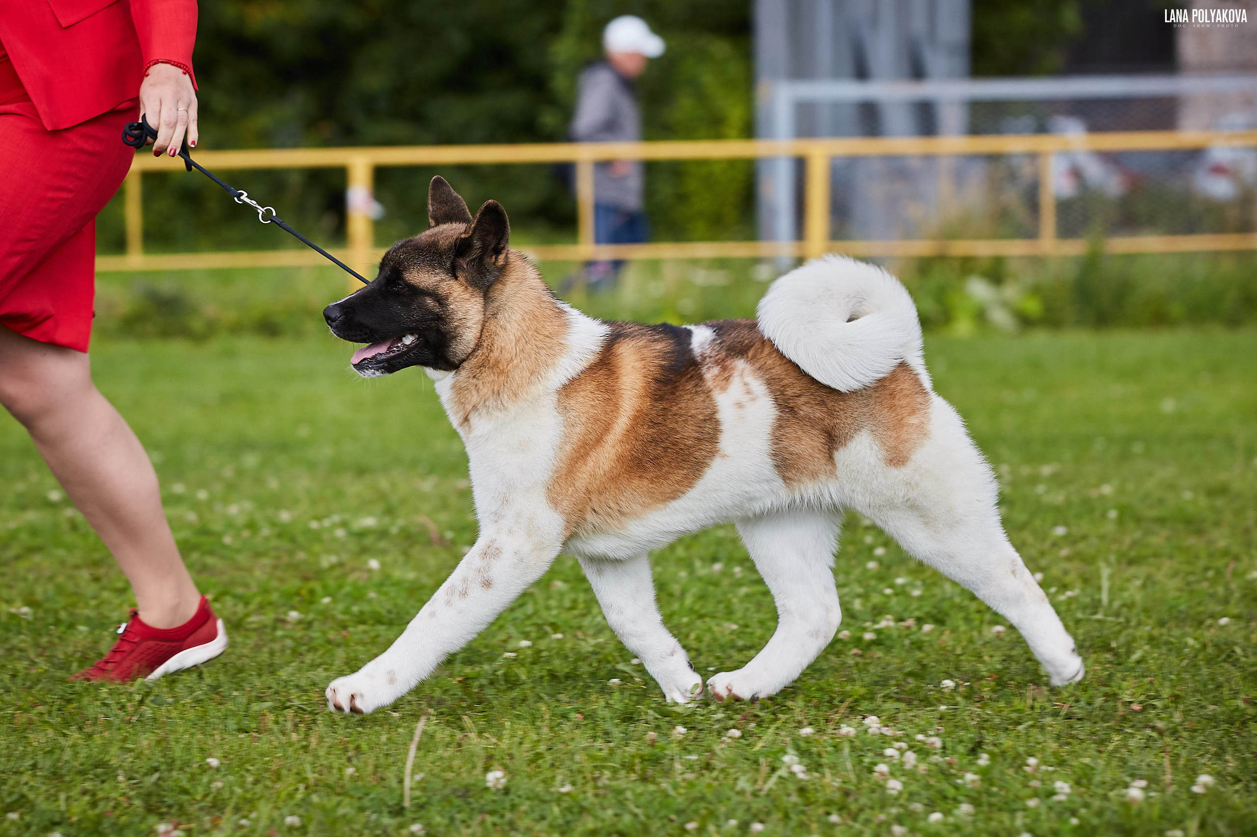 Новости питомника RUBYLIGHT, американская акита и сиба-ину. Американская акита I Сиба ину I Питомник RUBYLIGHT