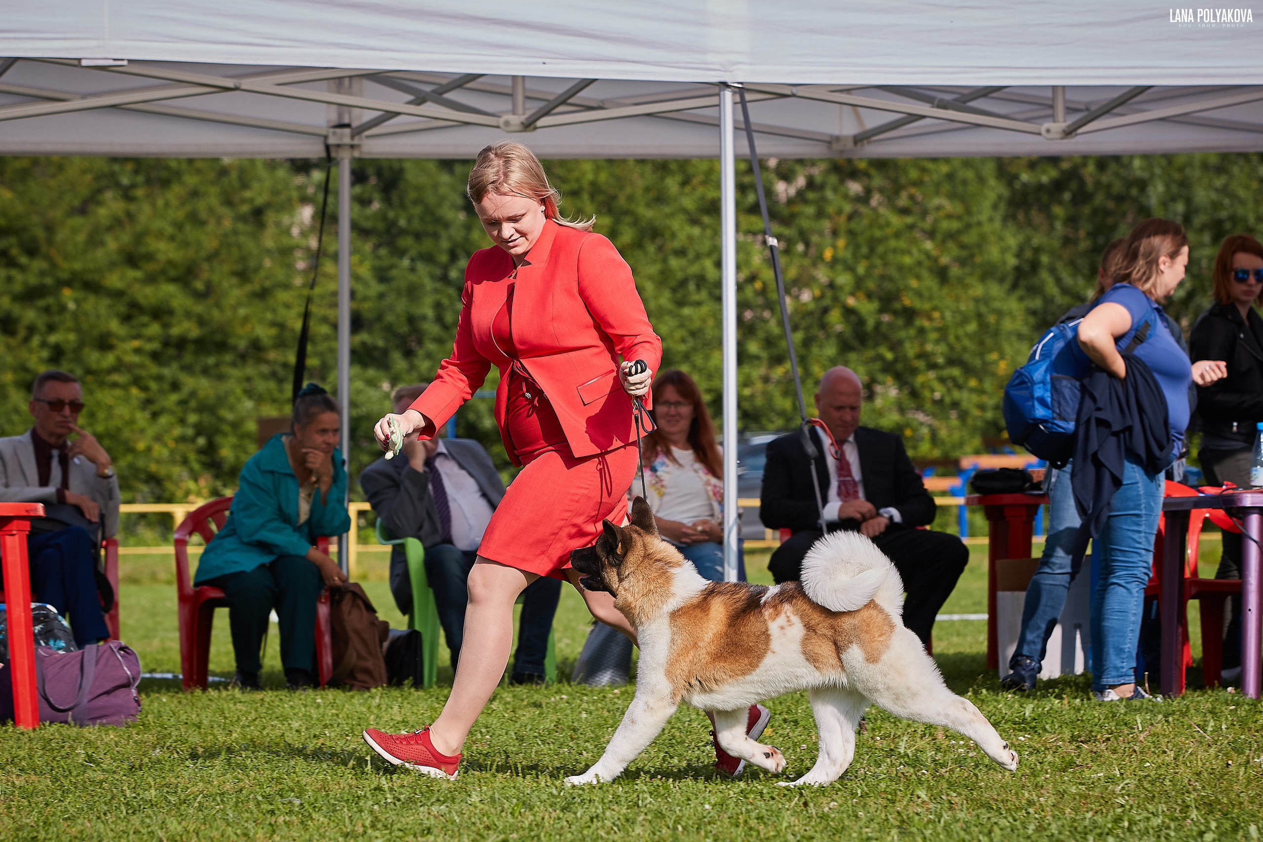Новости питомника RUBYLIGHT, американская акита и сиба-ину. Американская акита I Сиба ину I Питомник RUBYLIGHT