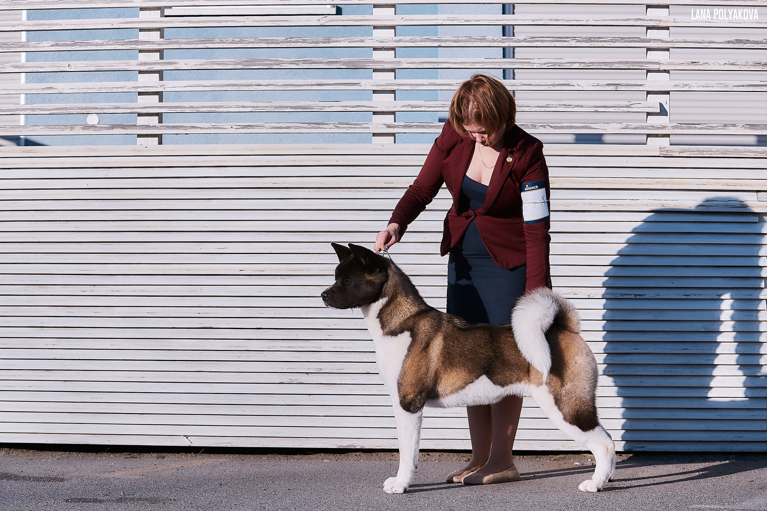 Американская акита RUBYLIGHT AYRISH. Фото: Lana Polyakova