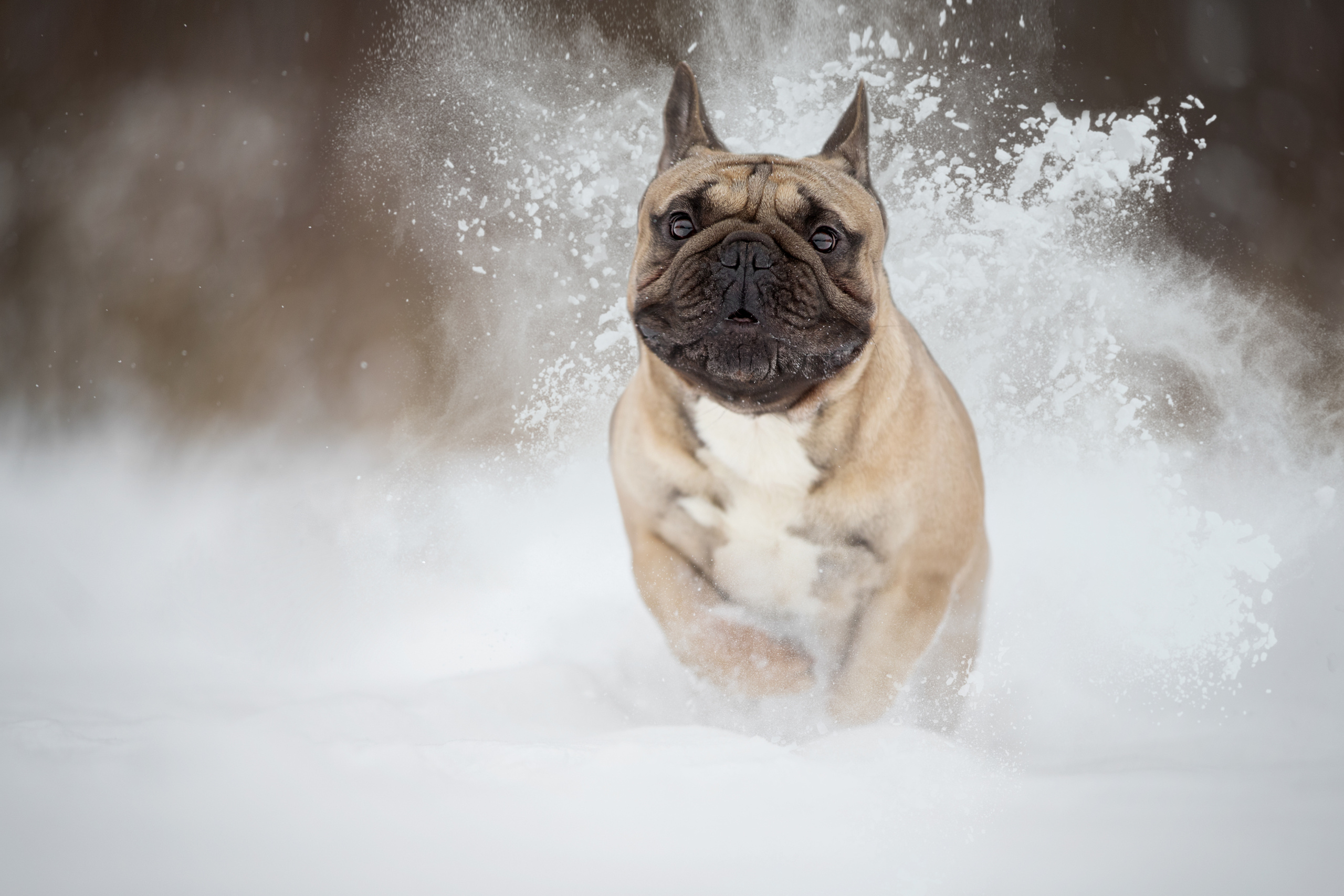 Контакты. Фотограф анималист в Санкт-Петербурге Светлана Писарева